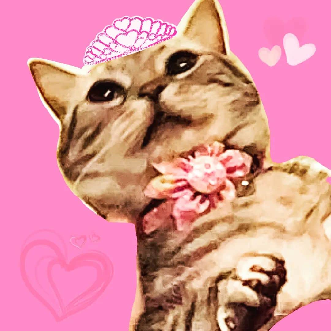 のインスタグラム：「実写なのに、何故か劇画調になるドラ可愛い。  #ドラ #ドラ可愛い #cat #catstagram  #ねこ #猫 #ねこすたぐらむ  #ねこのいる生活  #ねこのいる生活  #ねこ好き  #猫部 #猫写真 # #劇画タッチ  #あめしょー  #アメショ」