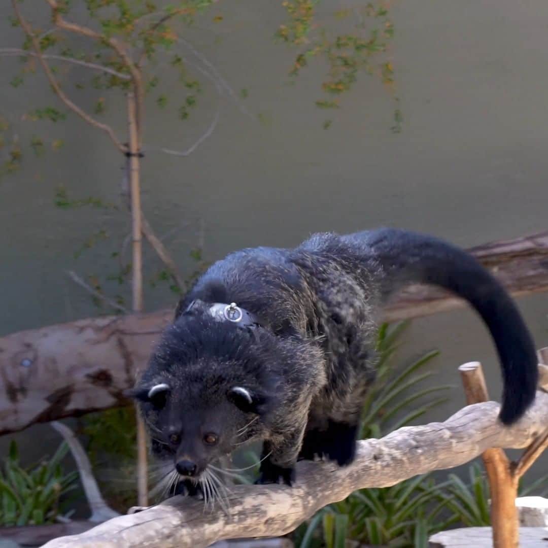 San Diego Zooのインスタグラム：「Datu the to-tail-ly awesome bearcat.  Binturong's are one of only two carnivores with a prehensile tail. Their tail, which is almost as long as their body, acts as an extra hand when climbing around in the treetops. 🌳  #Binturong #BearCat #SanDiegoZoo」
