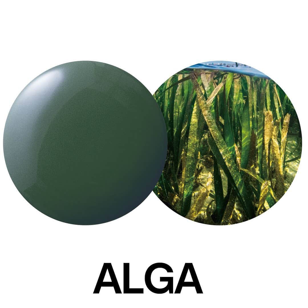 平田タイル_AQUAPiA ENJOY BATHROOM EXPERIENCEのインスタグラム：「. バスルームに新たな価値観を。チエロの色の再発明。 ～ALGA（アルガ）～  海の中で揺れ動く海藻をイメージしたナチュラルグリーン、アルガ。  チエロは、水まわりの陶器にファッショナブルなカラーを取り入れたオリジネイターです。今年、新たに登場したのがLe  Acque di Cielo（アクエ・ディ・チエロ＝チエロの水）。水の透明感やゆらめきを陶器で表現した新しいコンセプトカラーです。  #cielo #チエロ #alga #アルガ  #bathroom #バスルーム #サニタリー #手洗器 #手洗いボウル #洗面ボウル #洗面器 #水周り #造作洗面台 #洗面台 #洗面所 #セカンド洗面 #マンションインテリア #リノベーション #リノベ #シンプル #ホテルライク #ホテルライクインテリア #こだわりの家 #注文住宅 #デザイナーズ住宅 #暮らしを楽しむ #平田タイル #hiratatile #アクアピア #aquapia」