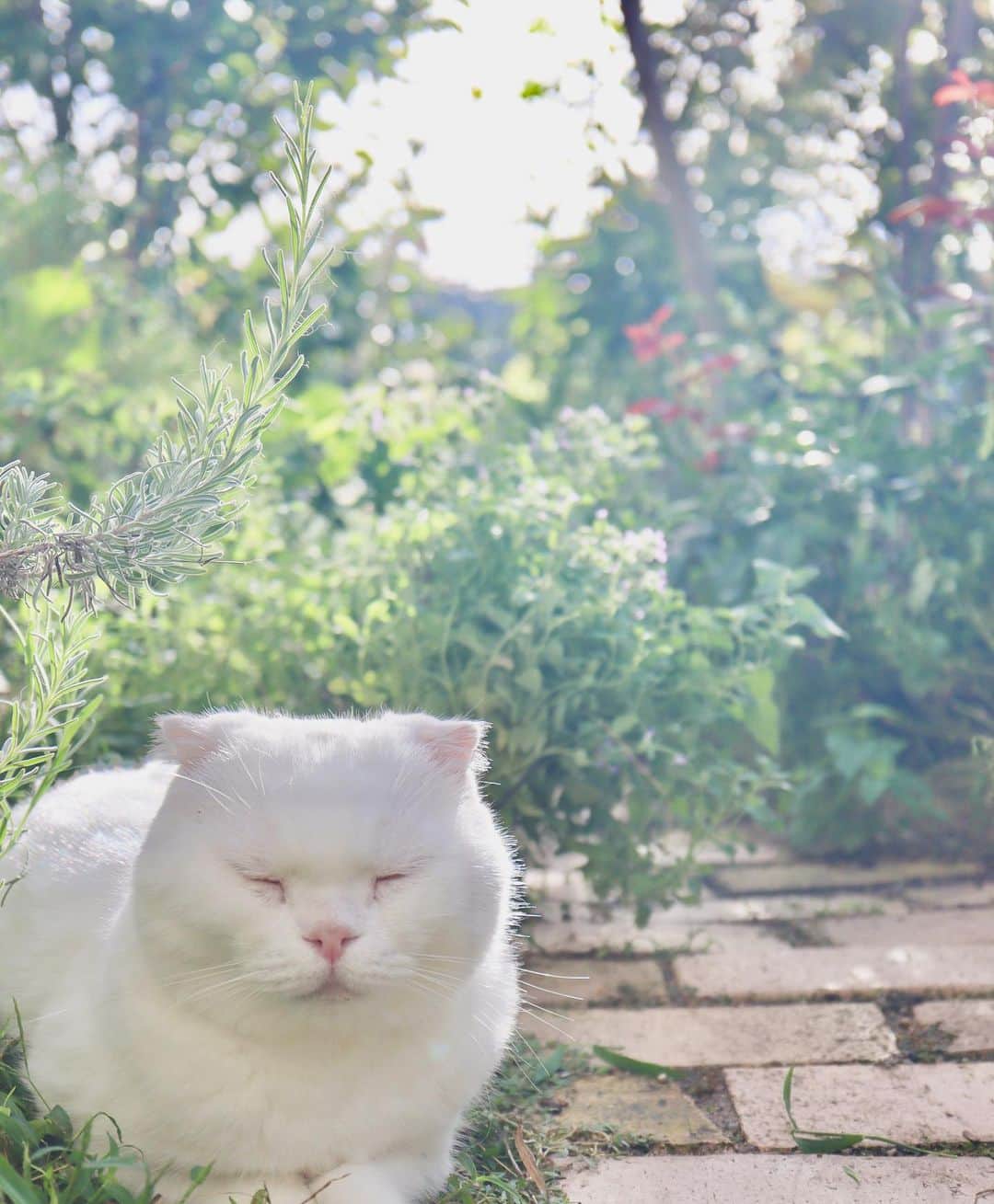 yokoのインスタグラム：「🌱 にわにいるね  #しろねこマリン」