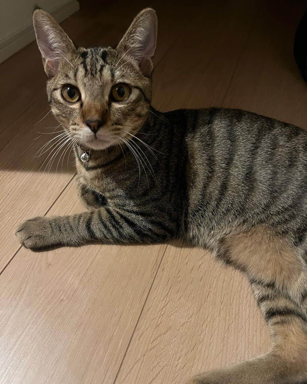 山本幹宗のインスタグラム：「🐈🐈🐈🐈🐈」