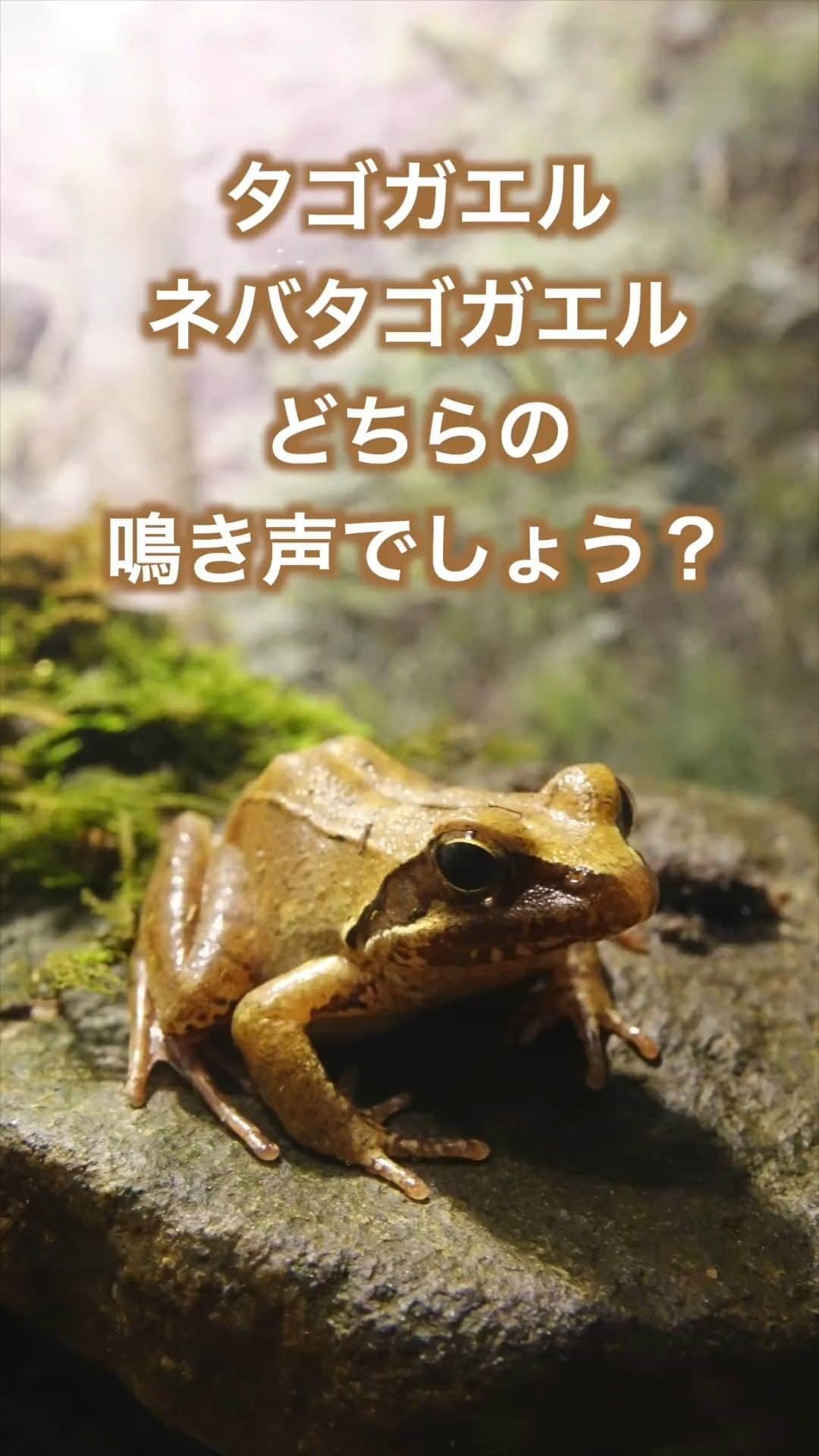 世界淡水魚園水族館 アクア・トト ぎふのインスタグラム：「突然ですが、鳴き声クイズー！  先ほどの企画展のライブ配信でお伝えした、見た目では見分けることができないタゴガエルとネバタゴガエルの鳴き声です。  2パターンの音声が流れますので、どちらがどのカエルなのか、聞き比べてみてくださいね。  タゴガエルは「ギュウ、ギュウ、ギュウ」 ネバタゴガエルは「キャウ、ギュウ、ギュウ」  正解は↓↓↓ ↓ ↓ ↓ ↓ 1番目がタゴガエル、2番目がネバタゴガエルです。  #アクアトト #水族館 #企画展 #ココがちがうんです #カエル #オアシスパーク #河川環境楽園」