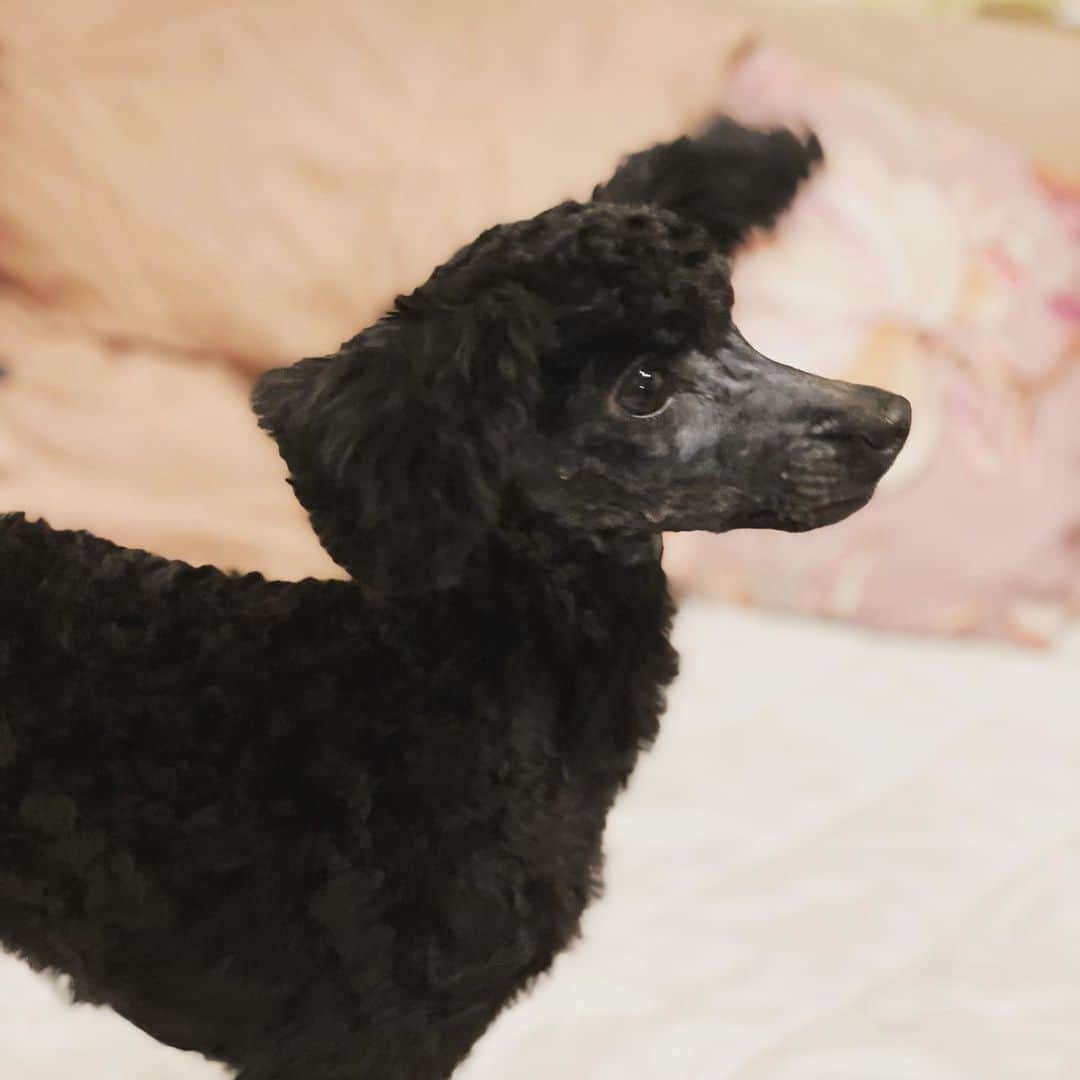 内藤陽子のインスタグラム：「うぃーーーー 今日もおつかれさまです。 デザインと作業の日でした⚒ 久しぶりにリューターで細っかい作業していて、目が真っ赤&頭痛が酷すぎてソファから動けない…  作業の合間にマーケットでスウィートチリソースとナンプラーをget🌶 ダイソーの¥300シリーズで、ソックスとヘアバンドと写真立てget🎶 ピンポーンで出たらH&Mきて癒された☺︎このヒョウ柄バッグ、大きめトートなんだけど、短い持ち手もあって、くしゃっとしたハンドバッグにもなる2wayなのである🐆間違いなく使えるし、千円くらいという最高なお買い物👏  ティーカップで飼ったJJはスクスク育って、タイニーからの今は3kgになってトイプードルに🐕‍🦺 ティーカップあるある笑 元気過ぎるくらい元気でなによりだね。」