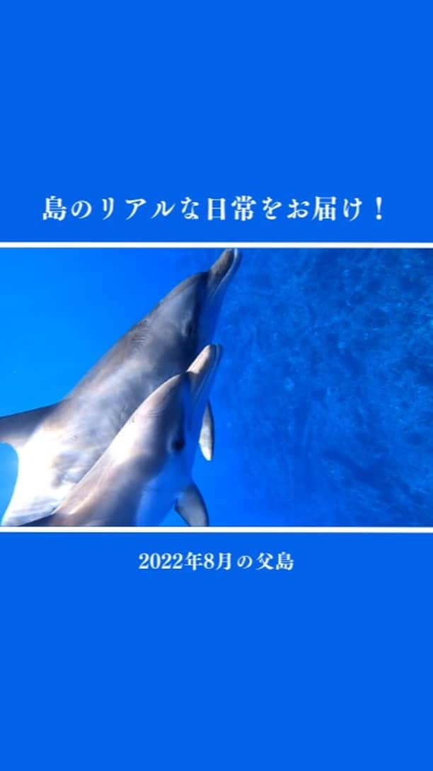 小笠原村観光協会のインスタグラム：「【島の日常をお届け！】2022年8月の父島  小笠原諸島の父島の生活ってどうなの？ 観光の楽しみ方は？ 月ごとの小笠原はどんな感じなの？  そんな様々な疑問にお答えできるように、父島の日常やイベントなどをお届けするこの企画！ 今回は「2022年8月の父島」をお届けします！！  8月は、 夏真っ盛り！ 小笠原は海だけじゃない！ 季節外れのサンゴの産卵 8/24着発最終便出港 台風11号襲来😱  などがありました😃  #小笠原  #小笠原諸島  #父島  #ogasawara  #boninisland  #ogasawaraisland  #島暮らし  #小笠原の日常  #離島暮らし  #ここも東京  #船で24時間  #船のある風景  #ハイキング  #シーカヤック  #夏休み  #夏休み旅行  #海  #海水浴  #シュノーケリング  #ダイビング  #diving  #海のある生活  #boninblue  #ボニンブルー  #サンゴ  #サンゴの産卵  #台風  #植物  #ogasawalove  #8月の小笠原」