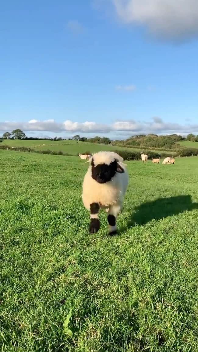 animals.coのインスタグラム：「Adorable valais black nose sheep 🐑🖤 Video by @bopeep_valaisblacknose」