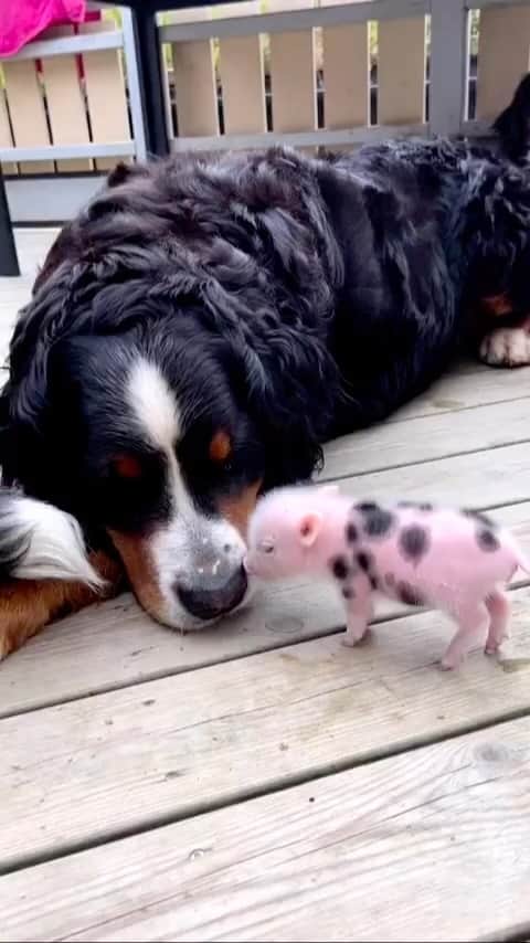 Daily The Best And Funniest Videosのインスタグラム：「So cute 🐽🐶 By @stalleriklia」