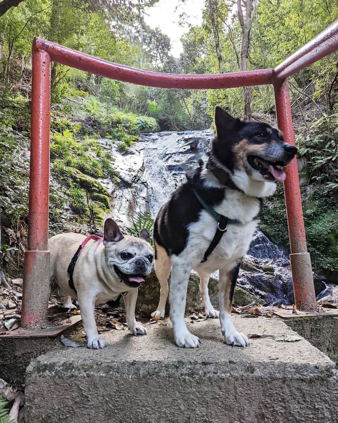 tamiのインスタグラム：「* #マッシュとレノン *  滝を見て川に入るお散歩に 行ってきたよ🐾  マッシュは 笑顔で写ってる写真もあるけど 川に入ってる時は終始真顔😐  レノンは 楽しそうにしてた〜🙌  (リードは消しゴムマジックで消しているけど しっかり付けています🧐 ついでにピエールも消してるよ👨🏻)  * #お散歩 #犬との暮らし#犬のいる暮らし #愛犬のいる生活#犬のいる生活 #保護犬#里親#元保護犬#犬バカ部 #フレンチブルドッグ#雑種犬」