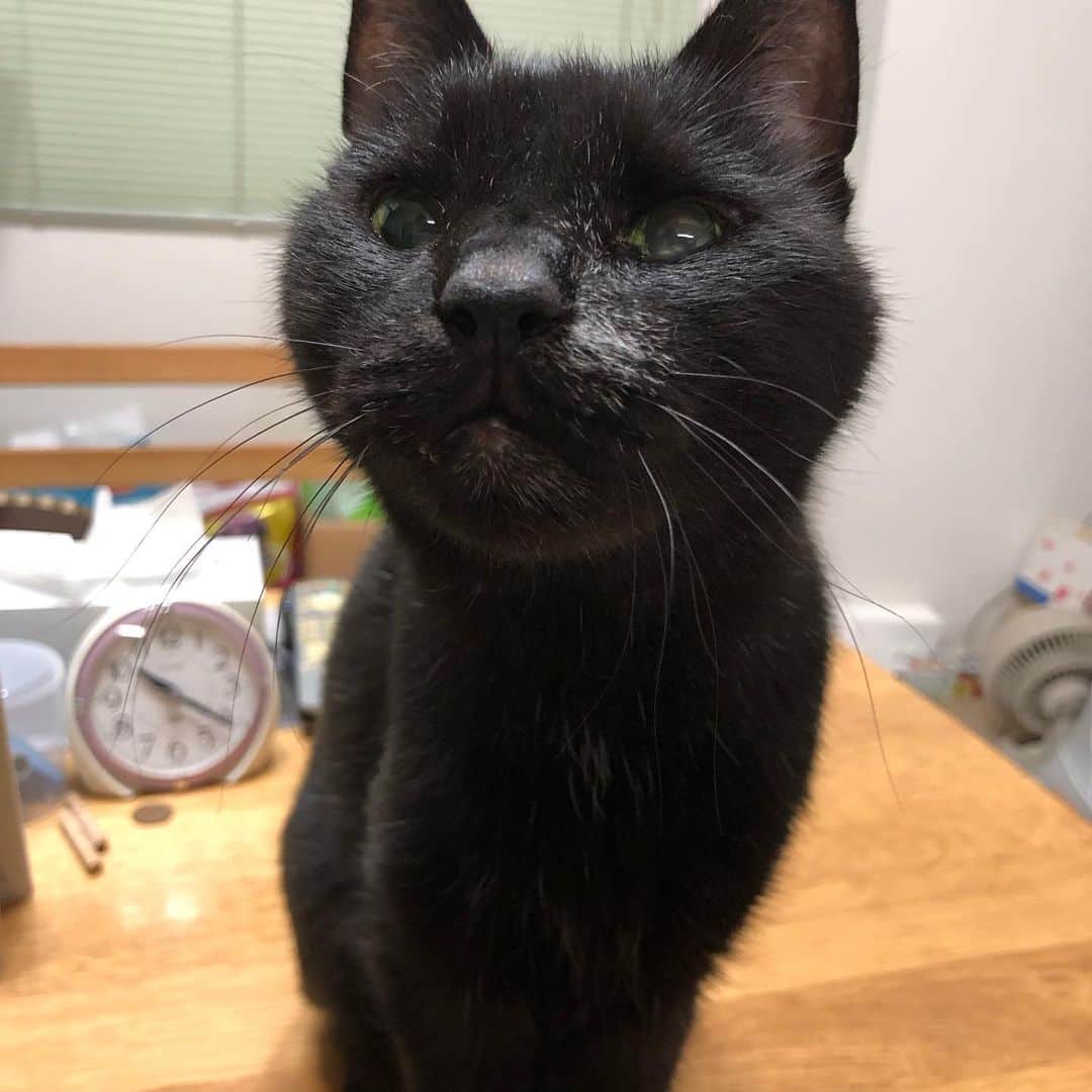 いとうまい子のインスタグラム：「ぬーん🐈‍⬛ クーちゃん♪」