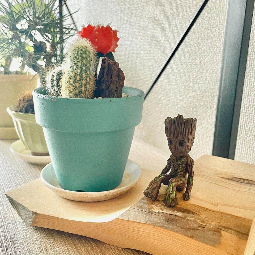 松井咲子のインスタグラム：「我が家のかわいこちゃん  #グルート #groot #iamgroot #marvel #gardiansofthegalaxy #marvelstudios  #この表情見ちゃったら買わないなんて選択肢なかった #ディズニープラスのアイアムグルートも最高だったなあ #後ろの盆栽はおとな散歩のロケで作ったのちゃんと大事に育ててます」
