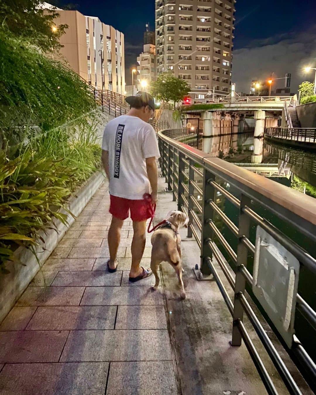 伊地知大樹のインスタグラム：「. 娘と夜の散歩🚶🦮 . #アメリカンピットブルテリア #さくらちゃん #やきもち犬」