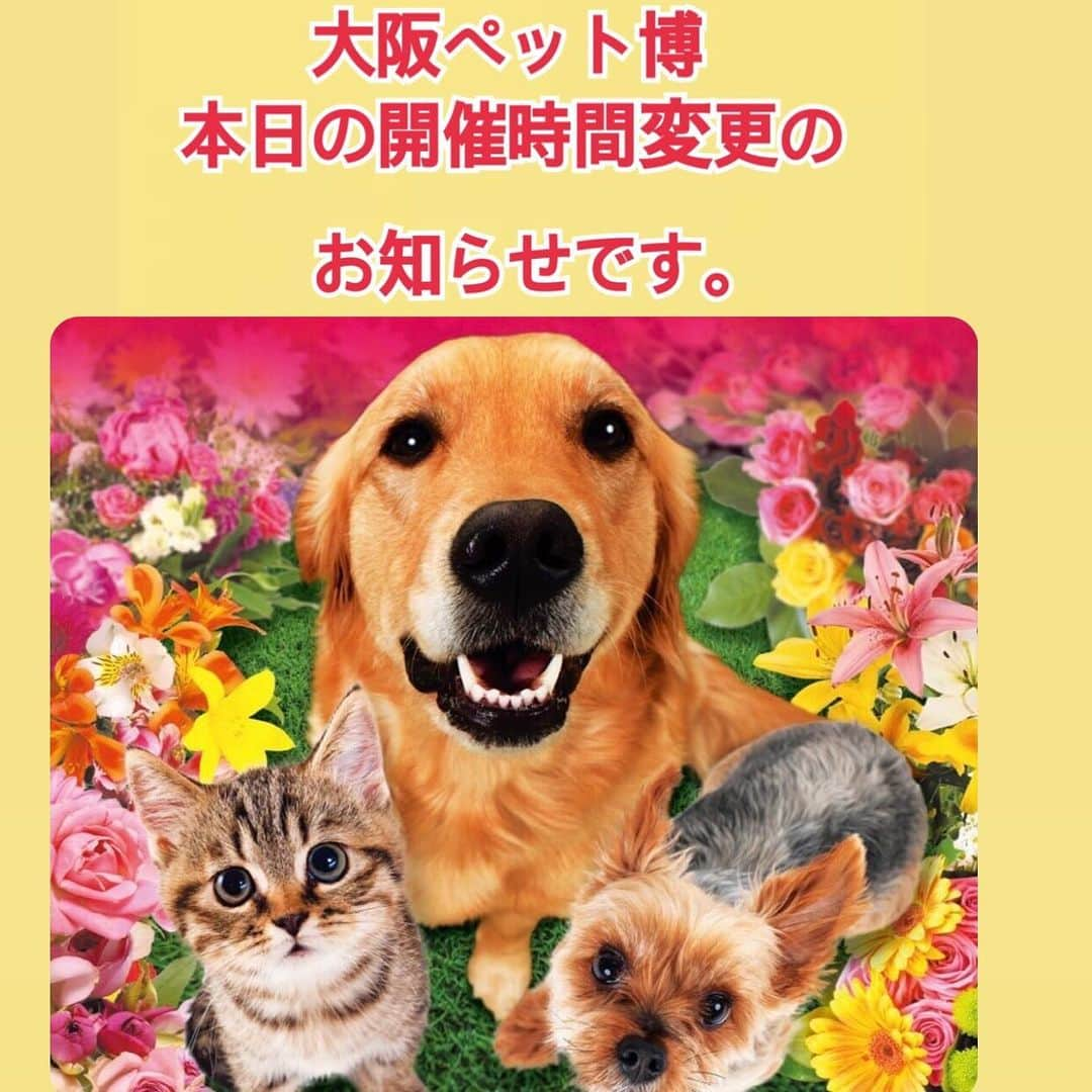 大原かおりのインスタグラム：「おはようございます。 本日の大阪ペット博の閉場時間が14時に変更になりましたので、メインブースで14時から予定していた『大原がおりのじゃんけん大会』も中止となりましたのでご了承ください。  Pet博事業部のインスタやFacebookにアップされた情報を お伝えいたします🙇‍♀️ @29qclub   本日19日(月・祝)は台風の影響のため、 大阪pet博は14:00閉場に変更いたします。  10:00～14:00(13:30最終入場)までの 開催となります。  ご来場の皆様の安全を鑑み よろしくご理解の程お願いします。  ※公共交通機関でお越しに方は運行状況を　十分確認の上ご来場ください。  ※前売り券の払い戻しについては後日Pet博のホームページ・フェイスブックで発表します　それまでチケットは大切に保管ください。  ※台風の状況によってはさらに早く 閉館する場合もあります。  その場合はPet博のホームページや フェイスブックで発表いたしますので ご来場を予定されている方は随時ご確認の程何卒宜しくお願いいたします。 @29qclub  #Pet博 #ペット博 #ペット博大阪 #大阪ペット博 #インテックス大阪 #時間変更」