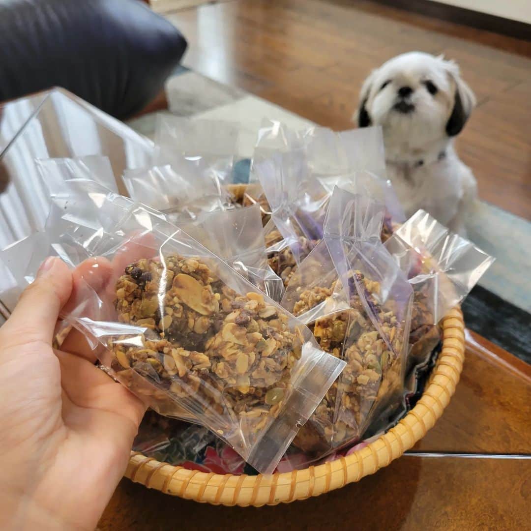 本仮屋リイナのインスタグラム：「お土産のクッキーに熱視線を送ってくれたけど、ポタオのじゃなくてごめんね😂🐶 クッキーをあげなかったせいか、今日は一度もお手をしてくれなくて、愛想が悪く、冷たくされた気がします⛄⛄ でも、ツーショットのカメラ目線はくれて、ありがとう🐶💓 台風の影響で雨が降ったり止んだり。 用心しつつ、のんびりな敬老の日でした👴👵 みなさま、どうか被害がありませんように。 #母の愛犬ポタオ久しぶりの登場🐶✨」