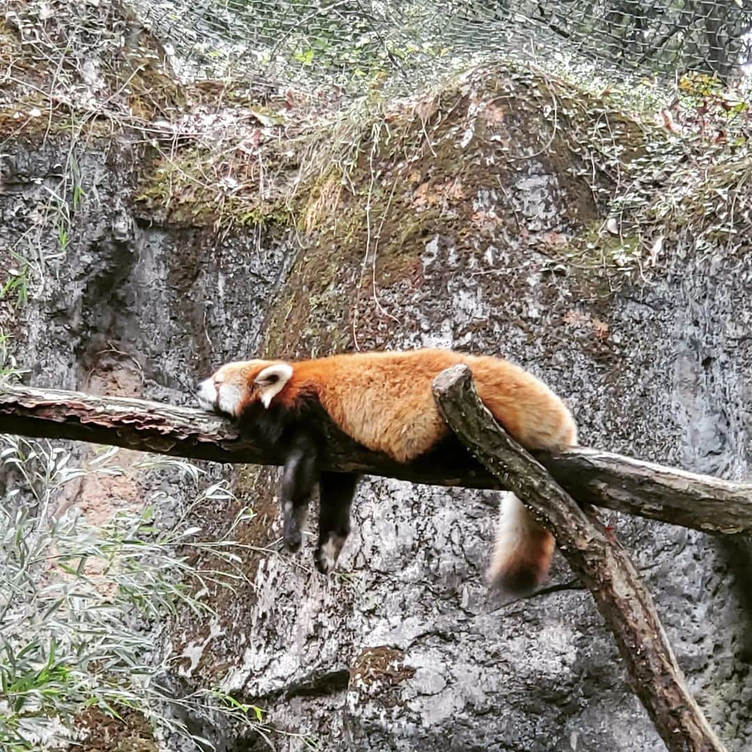 水嶋友香さんのインスタグラム写真 - (水嶋友香Instagram)「【多摩動物公園】 レッサーパンダのダラけきった寝姿と、1日のうち20時間寝てるというコアラの暴食シーンがMVPでした🤤💕 どうでもいいけど、私の小学生の時のあだ名は『コアラッコ』でしたw🤭  #多摩動物公園 #動物園 #zoo #tamazoo #大人の遠足 #レッサーパンダ #コアラ #寝姿 #暴食 #もふもふ #ウォーキング」9月19日 15時04分 - yukachin.0505