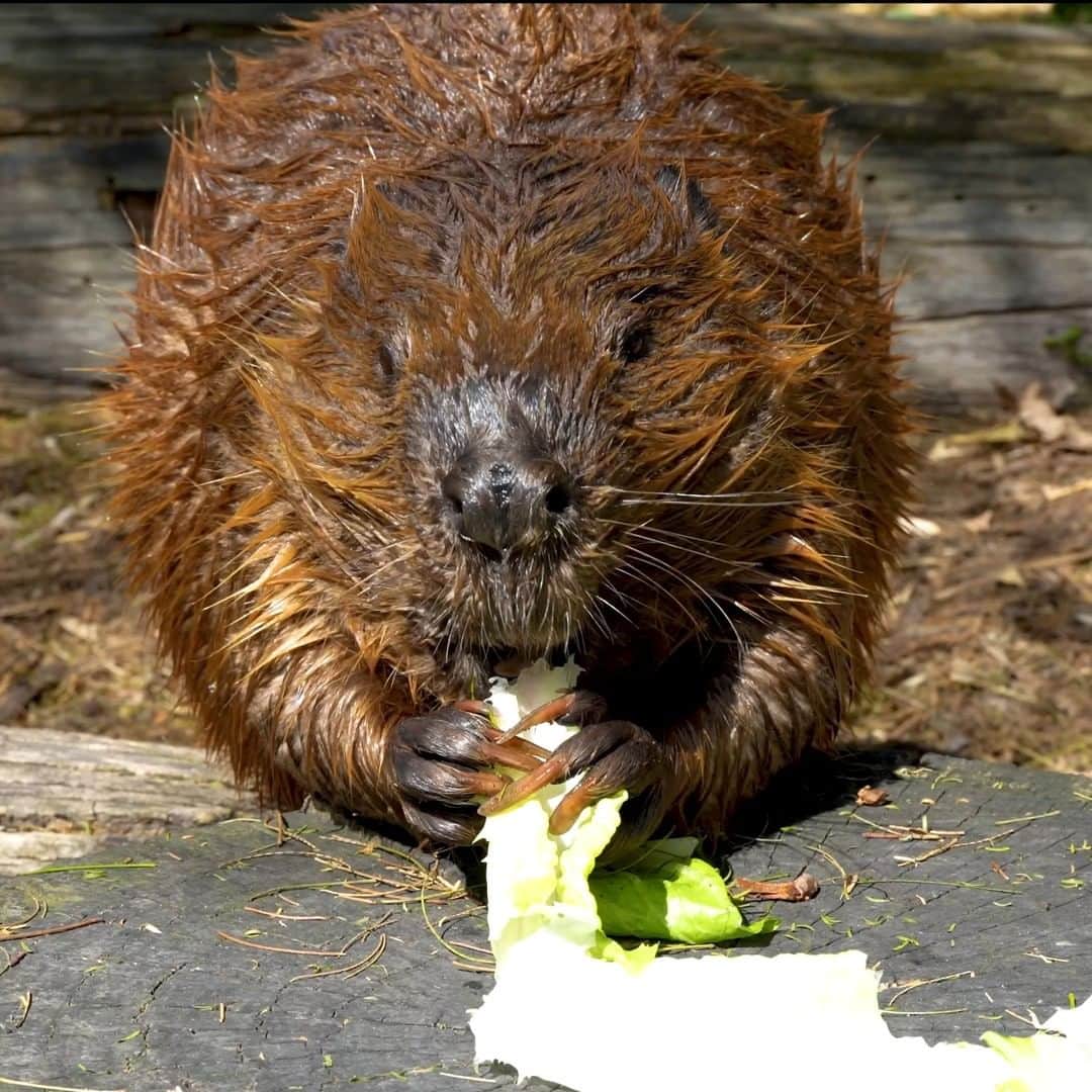 San Diego Zooのインスタグラム：「Post swim snack attack.   #Beaver #Peanut #SanDiegoZoo」