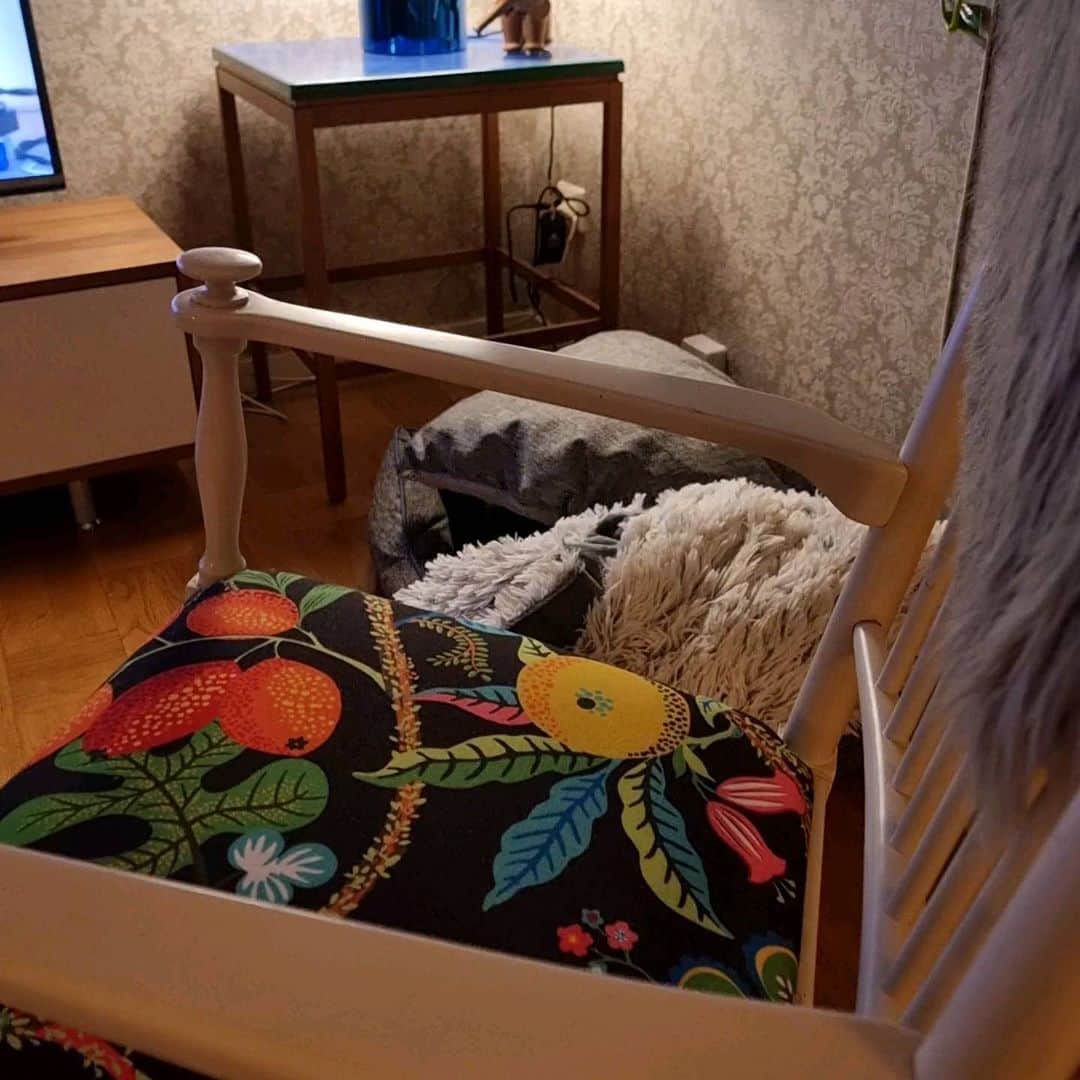 FluffyPackのインスタグラム：「Hide and seek 👀  #dogs #weeklyfluff #perro #hide #seek #9gag #Instagram #stockholm #Cockerpoo #cockapoo  #fluffypack #lundellhuset」