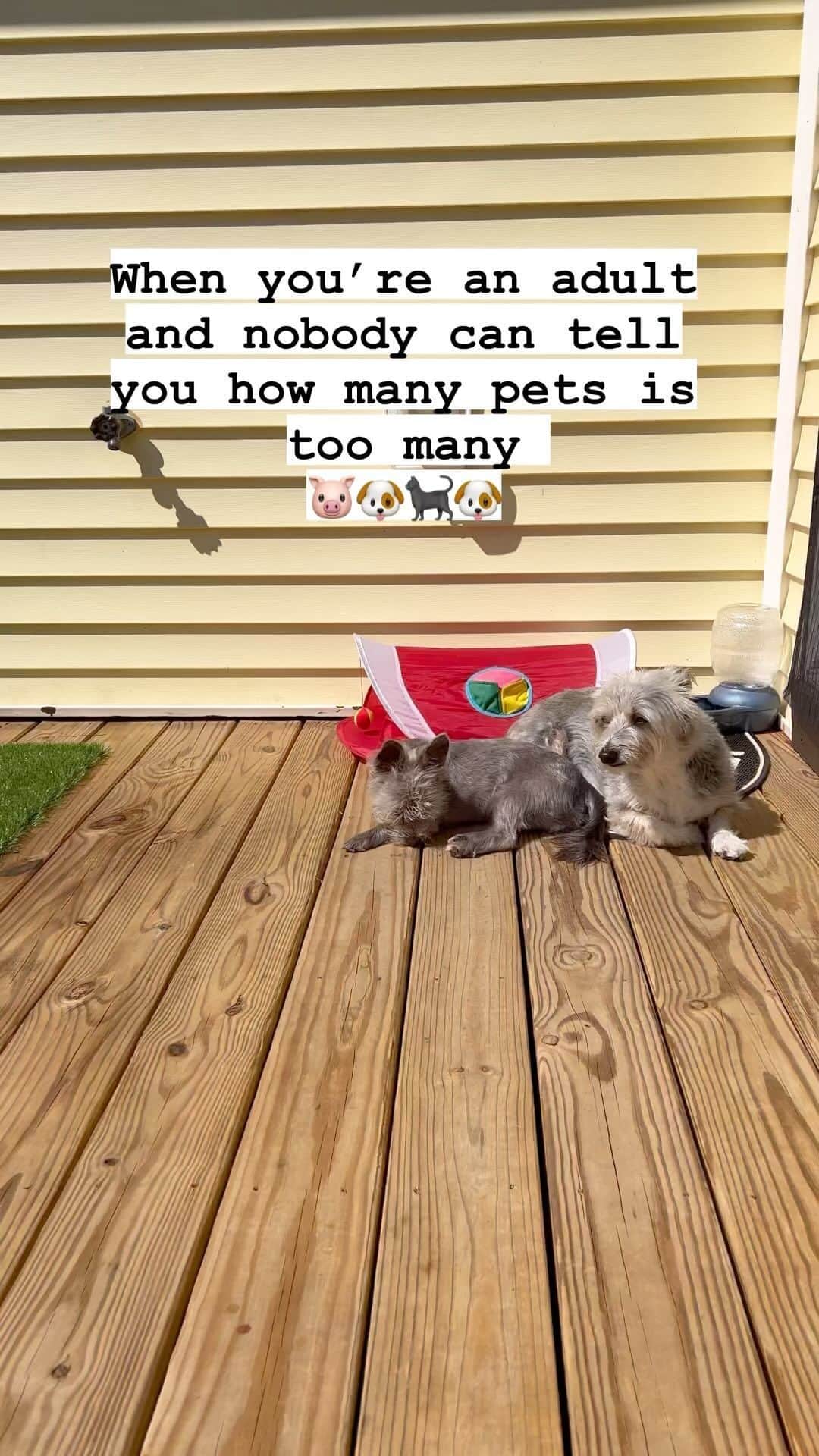 のインスタグラム：「When you are an adult and nobody can tell you how many pets is too many 🐷🐶🐈‍⬛🐶😝 @hamlet_the_piggy @hammyshomies」