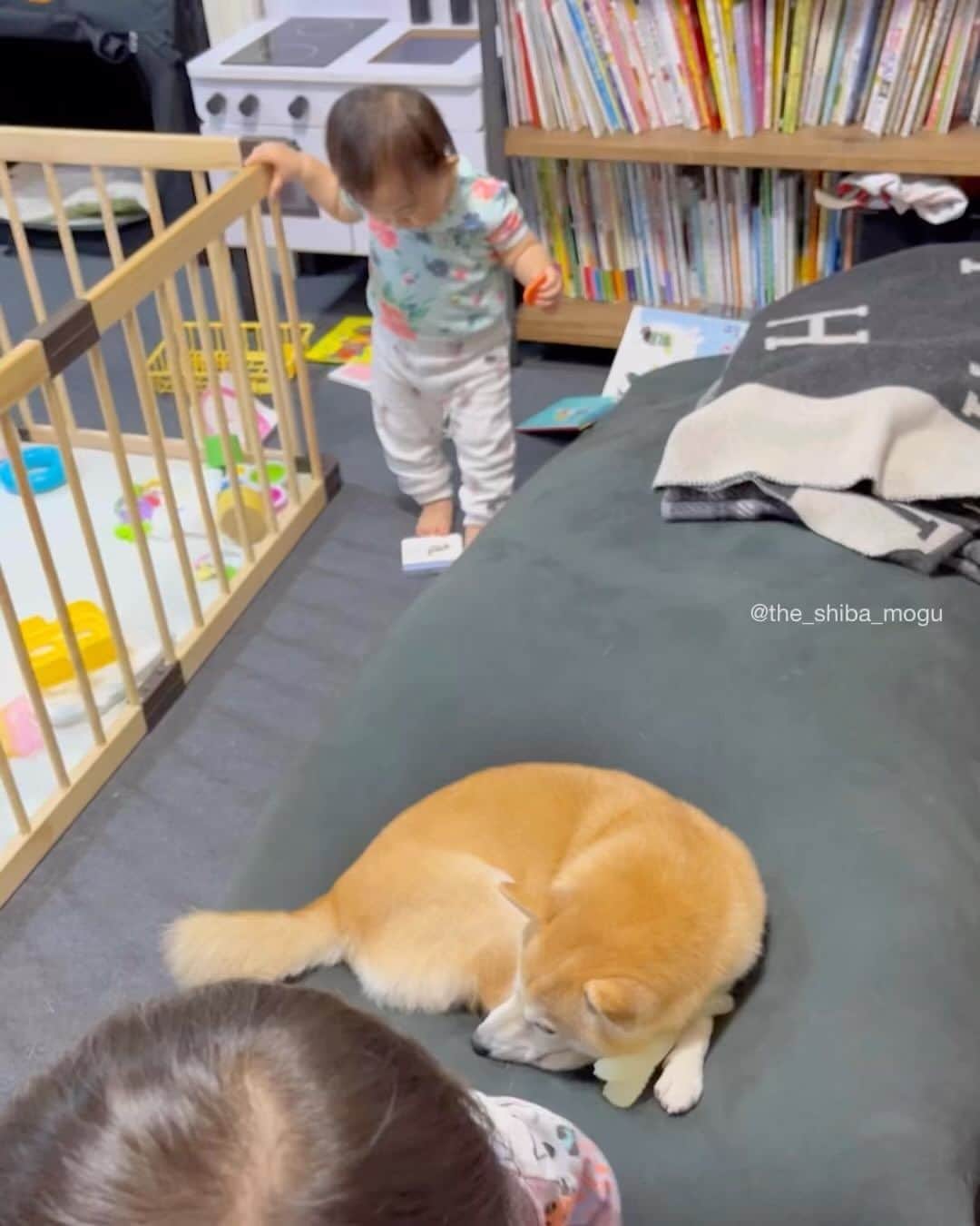 Moguのインスタグラム：「. 昨日の動画の続きなの。 #え、これってハンカチ落としかなにか？ #子分②の会話内容はごっこ遊びです . @the_shiba_mogu  #柴犬 #shibainu #shiba#赤柴 #redshiba#犬 #dog#しばいぬ#nannydog#犬と子供#子供と犬#柴犬と子供#柴#赤ちゃんと犬#犬と赤ちゃん#柴犬と赤ちゃん#赤ちゃんと柴犬#柴犬のいる暮らし#子守犬」