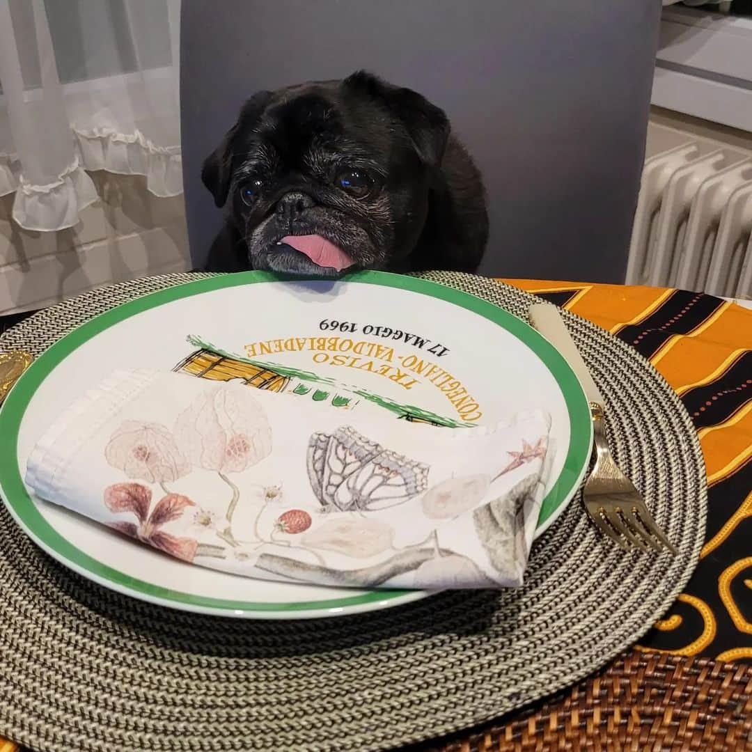 Nikitaのインスタグラム：「Pug_nikita twist vamos a cenar !!!」