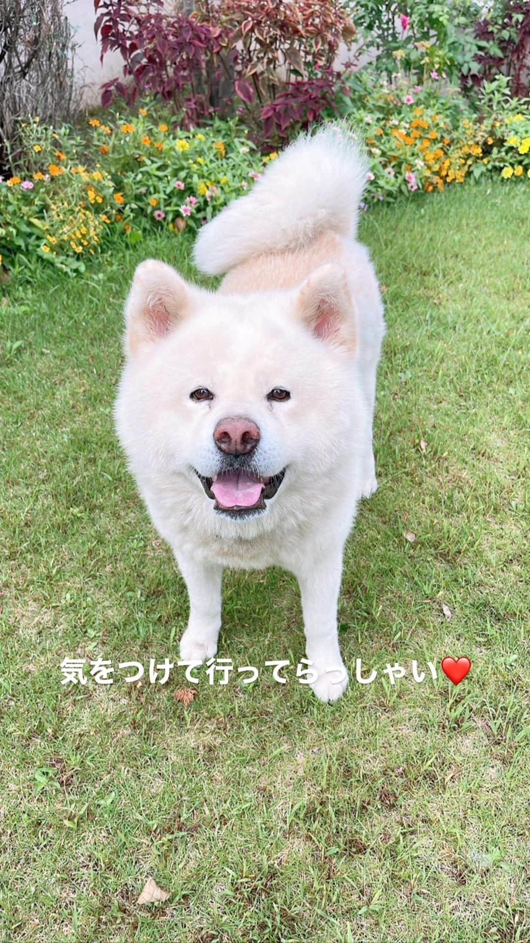 のインスタグラム：「名古屋29℃🌥 おはようございます！ こちら夜中はすごい風でしたけど、 無事に何もなく台風通過しました。 朝の通勤で混雑しますので余裕を持ってお出かけしてください。 これから台風接近の所は十分警戒してください❗️ #おはようございます #モーニング#朝食 #goodmorning #breakfast  #akitainu #dogsofinstagram  #秋田犬#秋田犬マグ#おはようマグ #今朝のマグ #トースト#サラダ#フルーツヨーグルト #ホットコーヒー #水谷雅子#水谷雅子beautybook50の私 #水谷雅子の美容の秘訣シリーズ」
