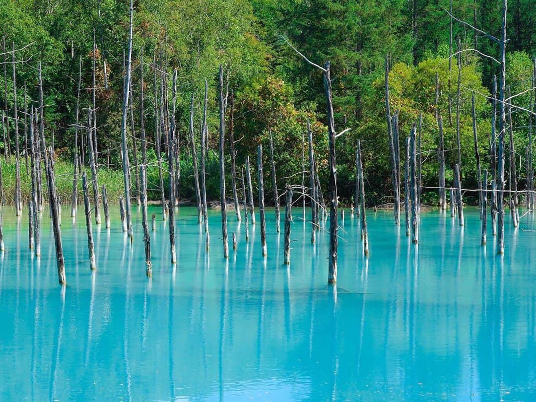 田島知華のインスタグラム：「【Japan🇯🇵Hokkaido】 北海道・美瑛の白金青い池。見る角度によって透き通るようにも乳白色っぽくも見える。 美瑛温泉水と美瑛川の水が混ざり合い、そこに太陽の光が差し込むことで美しい青の色が造り出されているのだそう。 晴天かつ風で水面が揺れないタイミングを狙って、念願の青い池撮影が叶いました✨ Copyright © TAJIHARU  PENTAX K-1 MarkⅡ HD PENTAX-D FA 28-105mmF3.5-5.6ED DC WR _ #たじはるトリップ #TAJIHARU_japan #日本 #北海道 #美瑛 #白金青い池 #青い池 #日本の夏 #カメラ女子 #国内旅行 #japan #hokkaido #biei #bluepond #aoiike #japantrip #reflection #igersjp #ptk_japan #photo_jpn #lovers_nippon #japan_daytime_view #bestjapanpics #beautifuldestinations #earthpix #discoverearth #wonderful_places #awesome_phototrip」