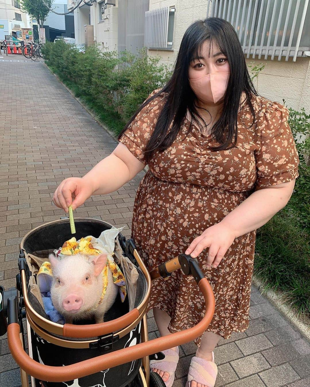 えみっくすさんのインスタグラム写真 - (えみっくすInstagram)「この間代々木にあるpignicっていうお店でだいすきなだいすきなだいすきなマイクロブタちゃんと戯れてきたよ～(ᐡ｡• · •｡ᐡ)♡カフェが個室になってて、マイクロブタちゃんをたっぷり独り占めできて大満足😻まじでめちゃくちゃモテた(ᐡ ෆ  ̫ ෆ ᐡ)お母さんだと思われてたのかな🤔 . このお店、個室のシステムもめちゃくちゃ最高なんだけど、外でマイクロブタちゃんとお散歩できるコースあるの😻😻😻憧れのマイクロブタちゃんとの散歩…！！季節にぴったりのお洋服着たおしゃれなメラニーちゃんまじで大人気で、おしゃれな高級住宅街をブタさんと散歩してるとめちゃくちゃ注目されるwww親子だと思われてたかな🤔 . 本当に夢心地の時間で、ディズニーランドとかピューロランド行った後みたいな高揚感というか多幸感でいっぱいで眠りにつけて、ほんとにほんとに幸せだった(ˊo̴̶̷̤ ̫ o̴̶̷̤ˋ)♡このとき人生の中でトップクラスにきついことあって辛かったけど、めちゃくちゃ元気出た😌💕いっぱい稼いでたくさん通いたいし、いつか絶対マイクロブタちゃん飼おうな😭😭😭 . 動画とか写真とかまだたくさんあるからまた載せるねー(ᐡ｡• · •｡ᐡ)♡この日のお洋服はタベルノスキーのワンピ🤎このワンピ汚れ目立たないしすぐ乾くからこの日にぴったりだった‪(ᐡɞ̴̶̷ ̫ ɞ̴̶̷ᐡ)  👗 .｡ _________________________ ｡. 👗   　えみっくすの日々のコーディネートを ︎︎ 　　　▶️ #えみっくすコーデ ◀️  　　　でまとめています⸜(*⃙⃘'ᵕ'*⃙⃘)⸝⋆*   　コーデを参考にしてくれたらぜひ  　ハッシュタグをつけて投稿してね📷✨  👗 .｡ _________________________ ｡. 👗  H155/W105/B125/W105/H115 モテモテチョコシフォンお花柄ワンピース 3L-4L-5L相当(ワンサイズ) @xxangelsizexx  @taberunosky   #たべすきasa #タベルノスキー #taberunosky #エンジェルサイズ #angelsize #ぽっちゃりコーデ #ぽっちゃり女子 #ぽっちゃり #ぽっちゃりファッション #ぽっちゃりさんと繋がりたい #ぽっちゃり大人女子 #ぽっちゃりモデル #ぽっちゃり女子と繋がりたい #chubby #プラスサイズ #plussize #plussizefashion #curvy #curvygirl #curvymodel #curvyfashion #マイクロブタ #マイクロブタカフェ #micropig #pig #minipig #ミスiD2022 #おさんぽぴっぐ #pignic」9月21日 19時26分 - emix_momoka