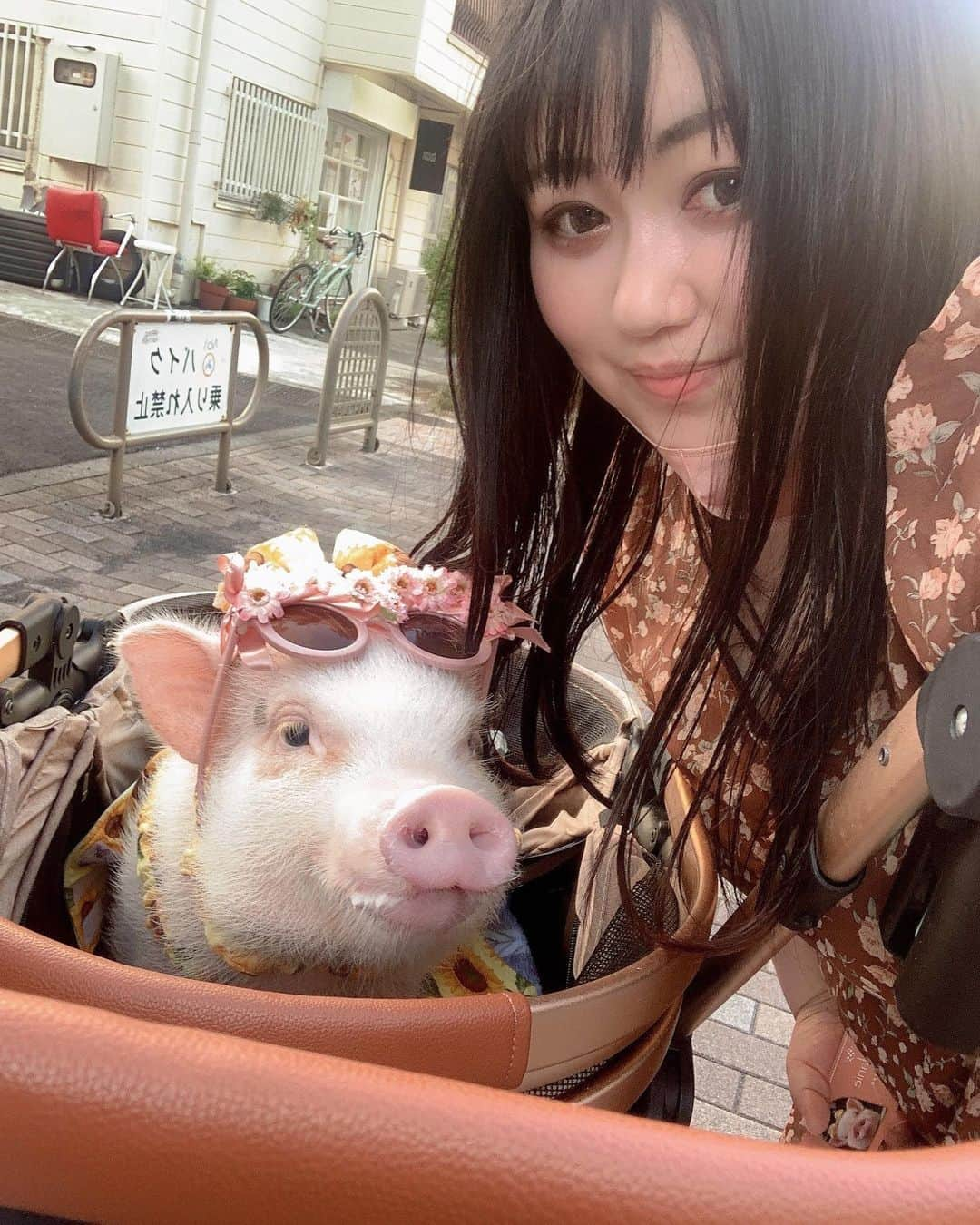 えみっくすさんのインスタグラム写真 - (えみっくすInstagram)「この間代々木にあるpignicっていうお店でだいすきなだいすきなだいすきなマイクロブタちゃんと戯れてきたよ～(ᐡ｡• · •｡ᐡ)♡カフェが個室になってて、マイクロブタちゃんをたっぷり独り占めできて大満足😻まじでめちゃくちゃモテた(ᐡ ෆ  ̫ ෆ ᐡ)お母さんだと思われてたのかな🤔 . このお店、個室のシステムもめちゃくちゃ最高なんだけど、外でマイクロブタちゃんとお散歩できるコースあるの😻😻😻憧れのマイクロブタちゃんとの散歩…！！季節にぴったりのお洋服着たおしゃれなメラニーちゃんまじで大人気で、おしゃれな高級住宅街をブタさんと散歩してるとめちゃくちゃ注目されるwww親子だと思われてたかな🤔 . 本当に夢心地の時間で、ディズニーランドとかピューロランド行った後みたいな高揚感というか多幸感でいっぱいで眠りにつけて、ほんとにほんとに幸せだった(ˊo̴̶̷̤ ̫ o̴̶̷̤ˋ)♡このとき人生の中でトップクラスにきついことあって辛かったけど、めちゃくちゃ元気出た😌💕いっぱい稼いでたくさん通いたいし、いつか絶対マイクロブタちゃん飼おうな😭😭😭 . 動画とか写真とかまだたくさんあるからまた載せるねー(ᐡ｡• · •｡ᐡ)♡この日のお洋服はタベルノスキーのワンピ🤎このワンピ汚れ目立たないしすぐ乾くからこの日にぴったりだった‪(ᐡɞ̴̶̷ ̫ ɞ̴̶̷ᐡ)  👗 .｡ _________________________ ｡. 👗   　えみっくすの日々のコーディネートを ︎︎ 　　　▶️ #えみっくすコーデ ◀️  　　　でまとめています⸜(*⃙⃘'ᵕ'*⃙⃘)⸝⋆*   　コーデを参考にしてくれたらぜひ  　ハッシュタグをつけて投稿してね📷✨  👗 .｡ _________________________ ｡. 👗  H155/W105/B125/W105/H115 モテモテチョコシフォンお花柄ワンピース 3L-4L-5L相当(ワンサイズ) @xxangelsizexx  @taberunosky   #たべすきasa #タベルノスキー #taberunosky #エンジェルサイズ #angelsize #ぽっちゃりコーデ #ぽっちゃり女子 #ぽっちゃり #ぽっちゃりファッション #ぽっちゃりさんと繋がりたい #ぽっちゃり大人女子 #ぽっちゃりモデル #ぽっちゃり女子と繋がりたい #chubby #プラスサイズ #plussize #plussizefashion #curvy #curvygirl #curvymodel #curvyfashion #マイクロブタ #マイクロブタカフェ #micropig #pig #minipig #ミスiD2022 #おさんぽぴっぐ #pignic」9月21日 19時26分 - emix_momoka