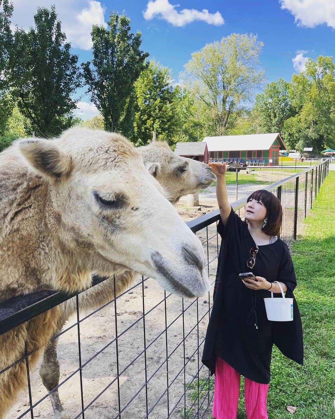 たむらぱんさんのインスタグラム写真 - (たむらぱんInstagram)「あの日のおどろきは、喜びでもあったのですが😊　  #最近の驚き #🐫 #顔面 #おたむのいきもの紀行」9月21日 20時12分 - _tamurapan_