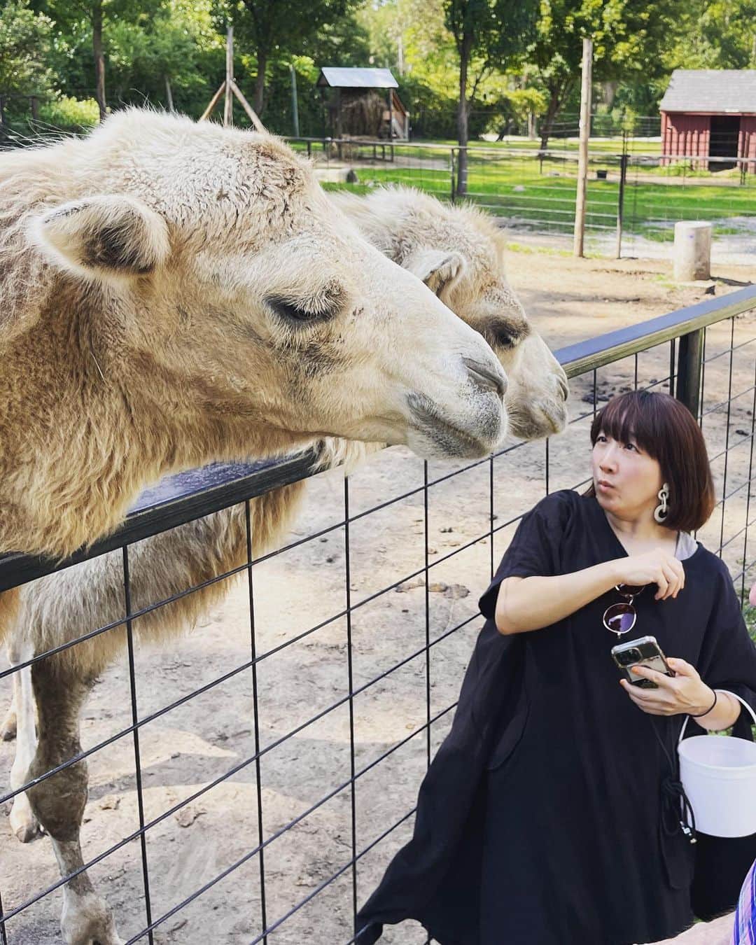 たむらぱんさんのインスタグラム写真 - (たむらぱんInstagram)「あの日のおどろきは、喜びでもあったのですが😊　  #最近の驚き #🐫 #顔面 #おたむのいきもの紀行」9月21日 20時12分 - _tamurapan_