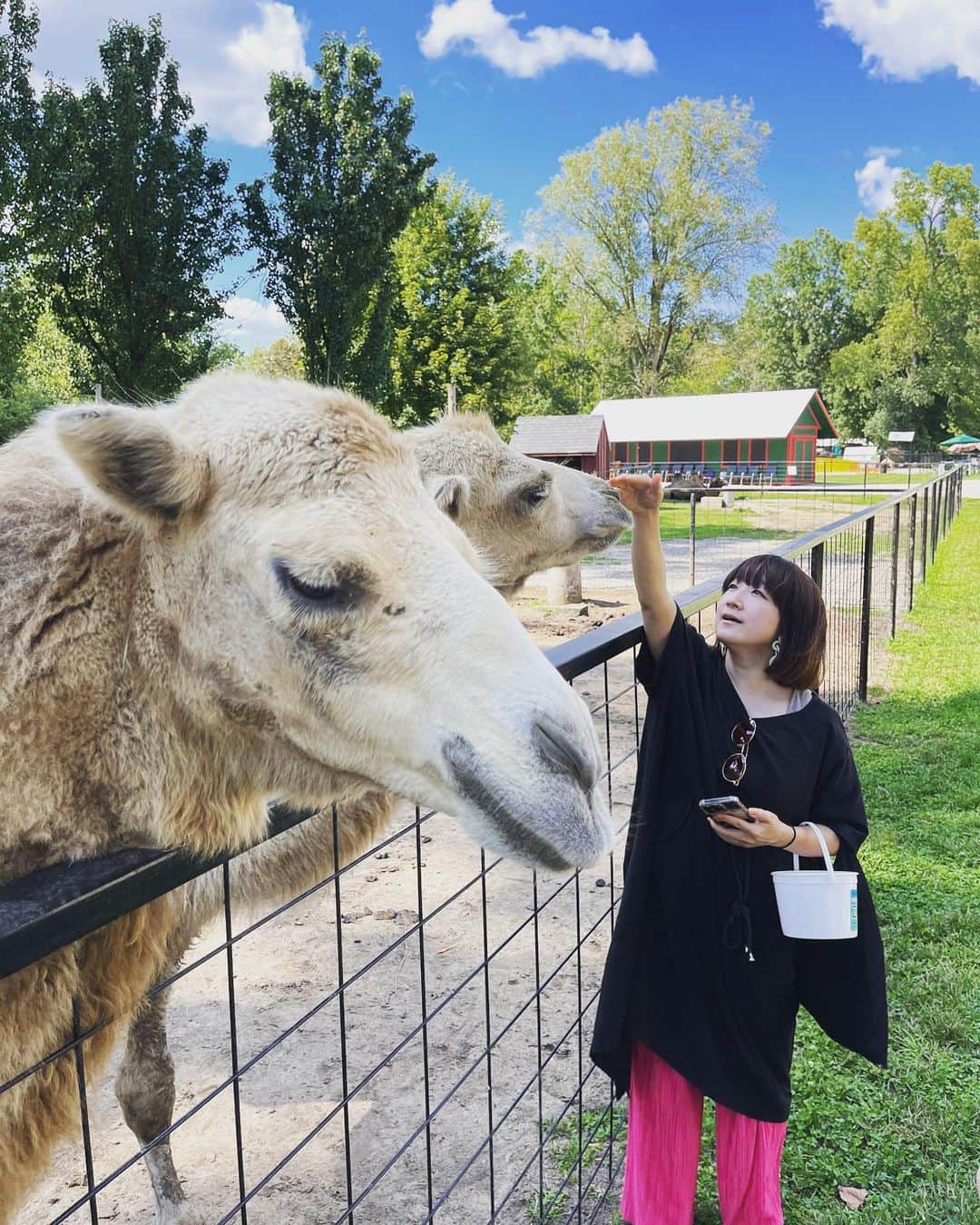 たむらぱんのインスタグラム：「あの日のおどろきは、喜びでもあったのですが😊　  #最近の驚き #🐫 #顔面 #おたむのいきもの紀行」