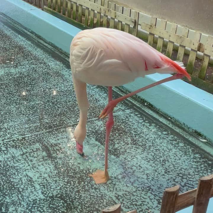 吉田ヒトシのインスタグラム：「昨日は、フラミンゴの研究。  ブレない軸を持つフラミンゴ。  ブレずに水を飲むフラミンゴ。  フラミンゴはウォーキングの勉強になる。」