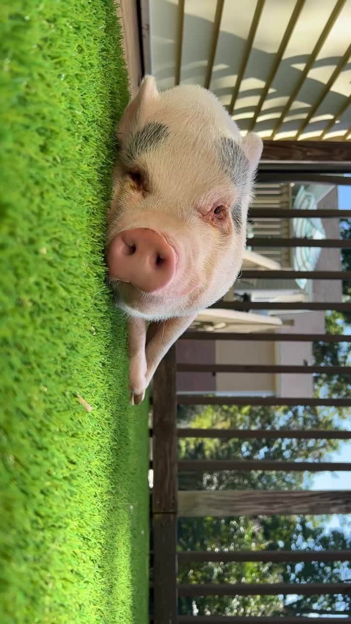 のインスタグラム：「LIVE VIDEO: Humpday sunbathing ☀️ 👙 #LocalClarksville #visitclarksvilletn #localnashville」