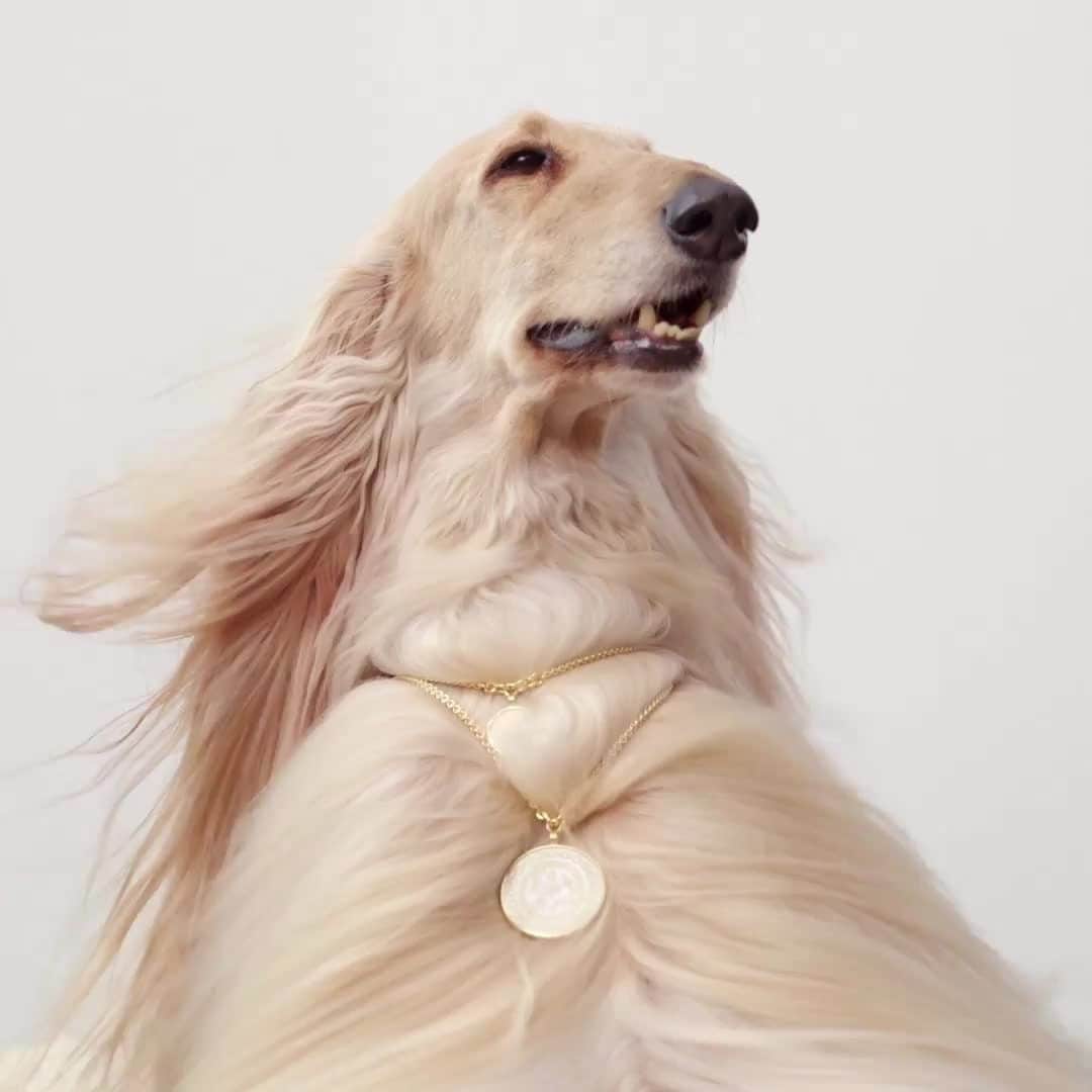 エルメスのインスタグラム：「Seasonal companions. 🐶​ Offering combinations of materials, equestrian details, and a seasonal palette, Fall-Winter fashion accessories add a refined and playful note to outfits.​  #InTheWind​ #MedailleNecklace​ #HermesFashionAccessories​ #Hermes​」