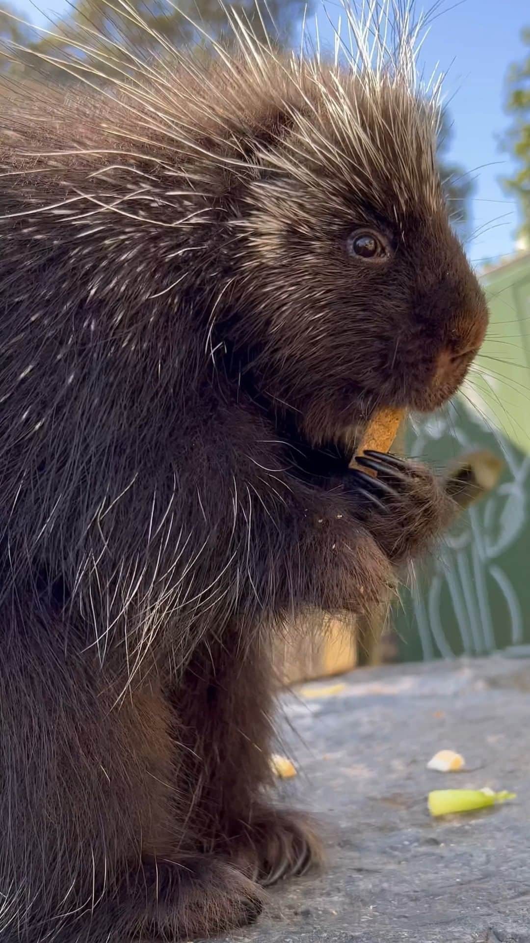 San Diego Zooのインスタグラム：「Maybe she's born with it, maybe it's Maple-lline.  #Porcupine #Maple #SanDiegoZoo」
