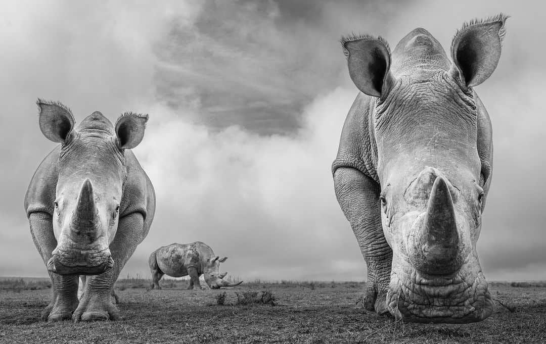 ジャイモン・フンスーのインスタグラム：「Tomorrow is World Rhino Day. We are joining forces with our partner Saving the Wild in the race against extinction to save the last of South Africa's rhinos, and bring humanity back to the courts. Tomorrow the battle for justice begins. Please stand with us. Follow the latest updates on @saving_the_wild.」