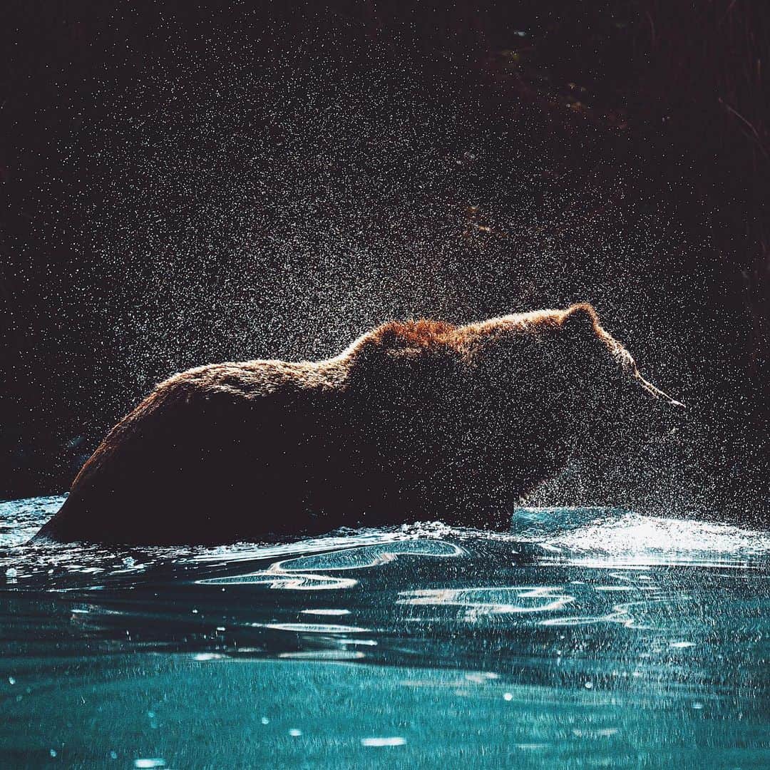 Kyle Kuiperのインスタグラム：「Bear Spray 🐻」