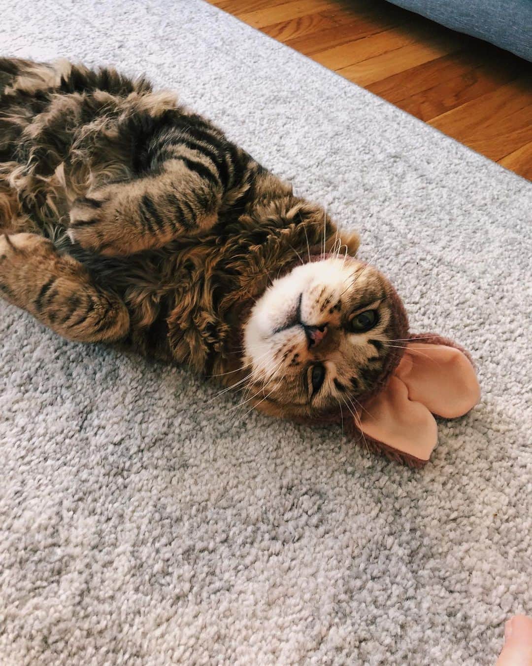 レイチェル・スカーステンさんのインスタグラム写真 - (レイチェル・スカーステンInstagram)「With a very heavy and quite frankly broken heart I said goodbye to my sweet Magnus yesterday. Anyone who follows me here is probably an animal lover so you know that pets can become more than just pets, they become family. Magnus was with me through many ups and downs, moved 6 times with me, made me smile/laugh every day even when I was sad, and from the minute I brought him home from the shelter he made himself right at home in my heart and life. Saying goodbye is inevitable when you have a senior animal, and it’s painful but so worth it. Thank you for adopting me Mags, there will only ever be one cat like you and I’m so grateful you spent your golden years with me.」9月22日 15時55分 - rachieskarsten