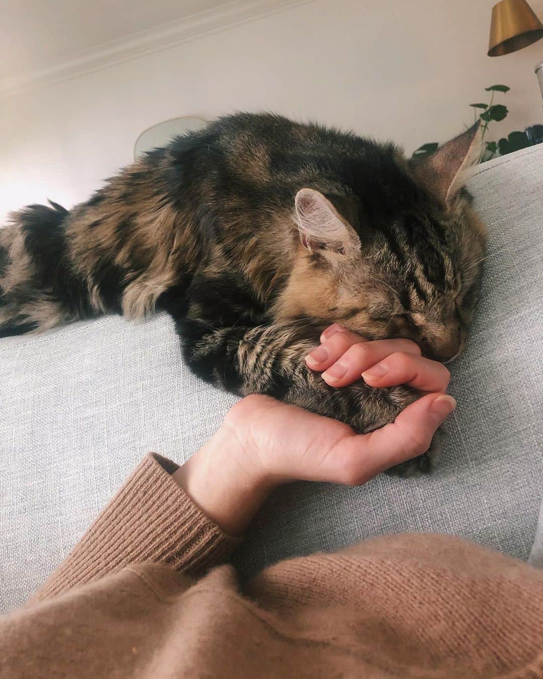 レイチェル・スカーステンさんのインスタグラム写真 - (レイチェル・スカーステンInstagram)「With a very heavy and quite frankly broken heart I said goodbye to my sweet Magnus yesterday. Anyone who follows me here is probably an animal lover so you know that pets can become more than just pets, they become family. Magnus was with me through many ups and downs, moved 6 times with me, made me smile/laugh every day even when I was sad, and from the minute I brought him home from the shelter he made himself right at home in my heart and life. Saying goodbye is inevitable when you have a senior animal, and it’s painful but so worth it. Thank you for adopting me Mags, there will only ever be one cat like you and I’m so grateful you spent your golden years with me.」9月22日 15時55分 - rachieskarsten
