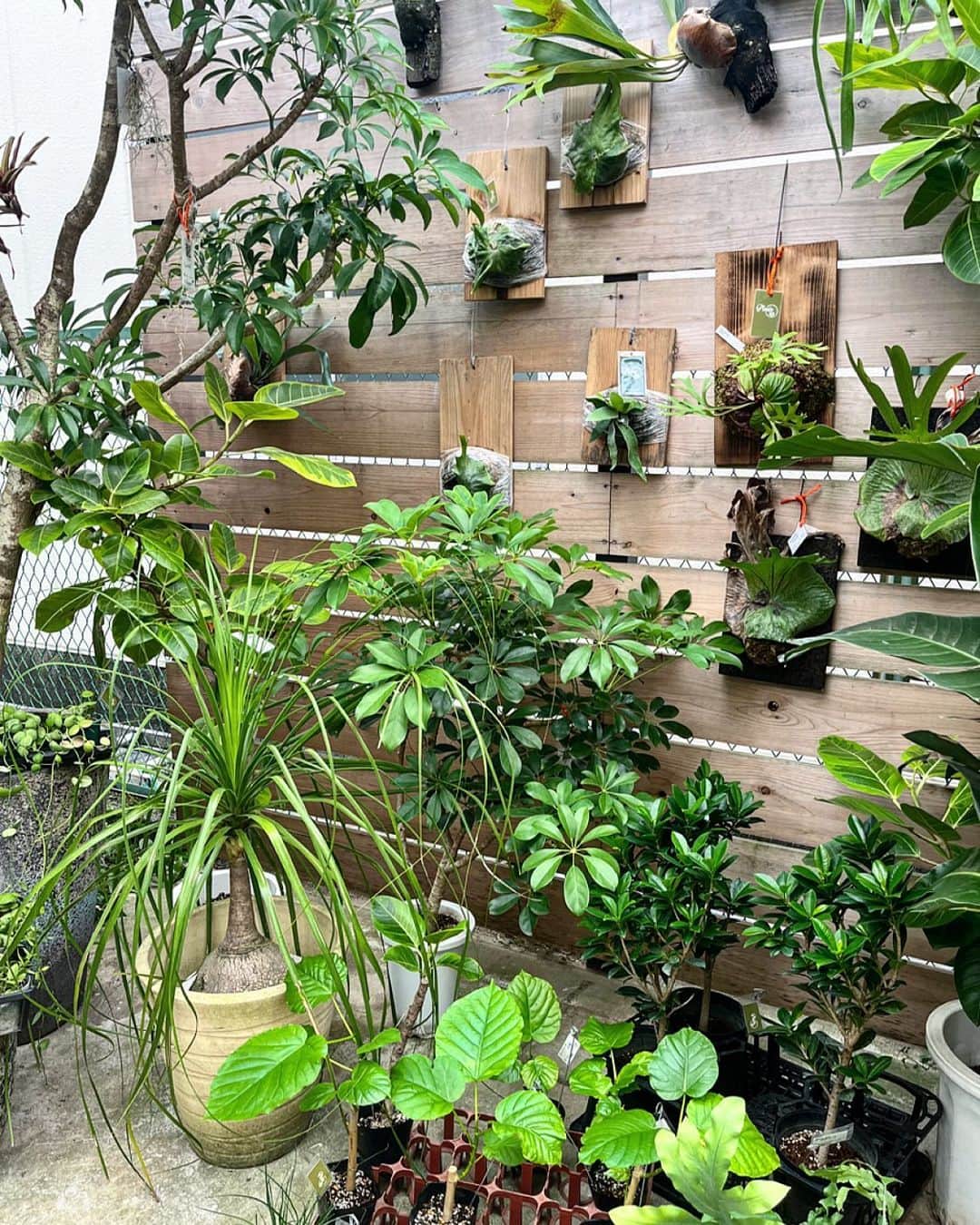 akiのインスタグラム：「最近出会った素敵なGreen shopの　@_plantsup_  さんで、癒され時間満喫中✨ セール参戦してます！  #green #plants #観葉植物  #緑のある暮らし」