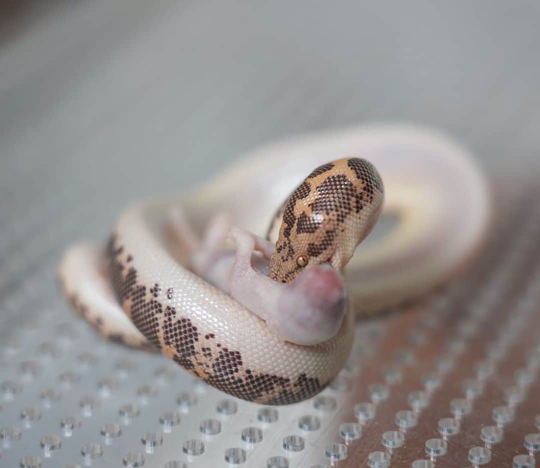 まっすーのインスタグラム：「食事中の地中棲ヘビ #ペット #爬虫類 い #動物」