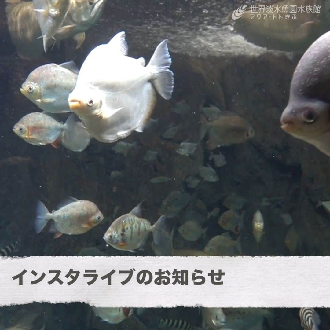 世界淡水魚園水族館 アクア・トト ぎふのインスタグラム：「インスタライブのお知らせです！  飼育スタッフが「パクー」と呼ばれるアマゾンの魚についてお話します。  【日時】2022年9月24日（土）18:30～  お楽しみに！  #アクアトト #水族館 #パクー #ライブ配信 #オアシスパーク #河川環境楽園」