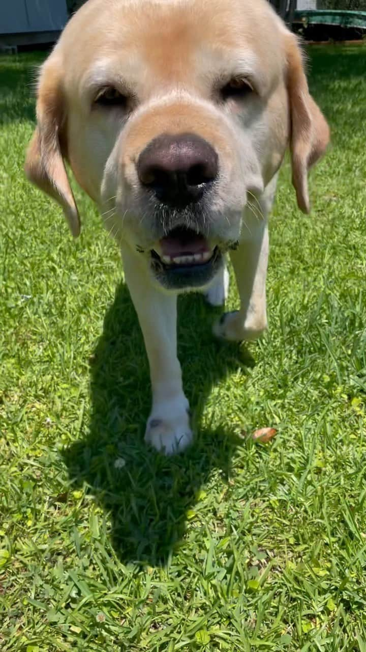 Huckのインスタグラム：「💛 #talesofalab #yellowlabsquad #thelablove_feature #labsofinsta #dogsofinstagram #fab_labs_ #yellowlab #englishlab #yellowlabsofinstagram #labrador_of_ig #labradorretriever #labradorable #worldofmylab #yellow_lab_named_huck #yellowlablove #labrador_class #charleston」