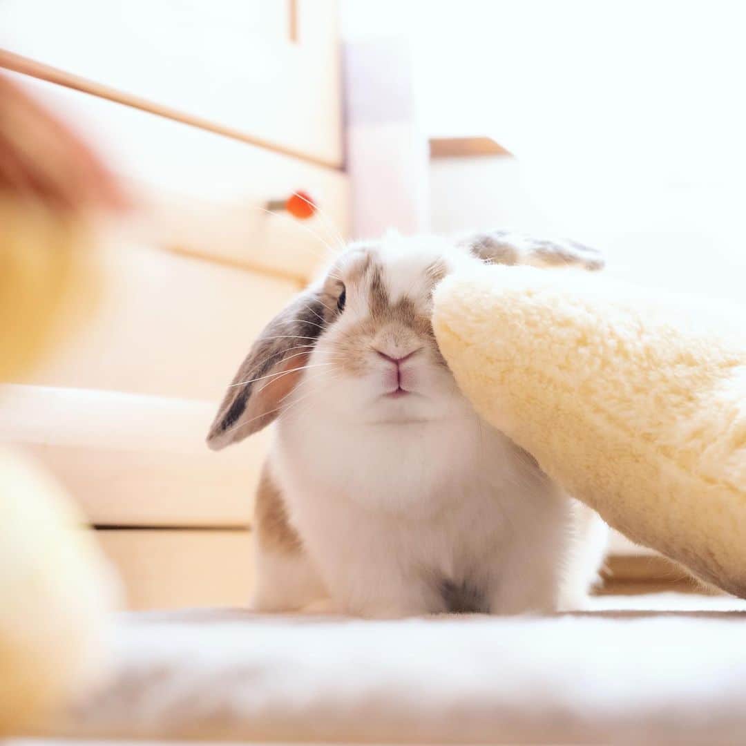 usagraphのインスタグラム：「相変わらずクッション転がしながら遊んでる😊  今年は無事カレンダーが販売できたので嬉しいです。 しんぼる展にも間に合えば納品しますので手にとっていただけると嬉しいです💕 ＊ ＊ ＊ #うさぎ #rabbit #bunny #アニマル写真部　＃instabunnies #igersjp  #tokyocameraclub #東京カメラ部  #bunnystagram  #うさぎ部 #ホーランドロップ #hollandlop  #ファインダー越しの私の世界  #photooftheda」