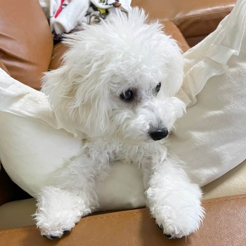 杉浦みずきのインスタグラム：「. 久しぶりに会ったらいっぱい甘えてくれたらむねさん 相変わらず暴れん坊だったらむねさん  #ビションフリーゼ」