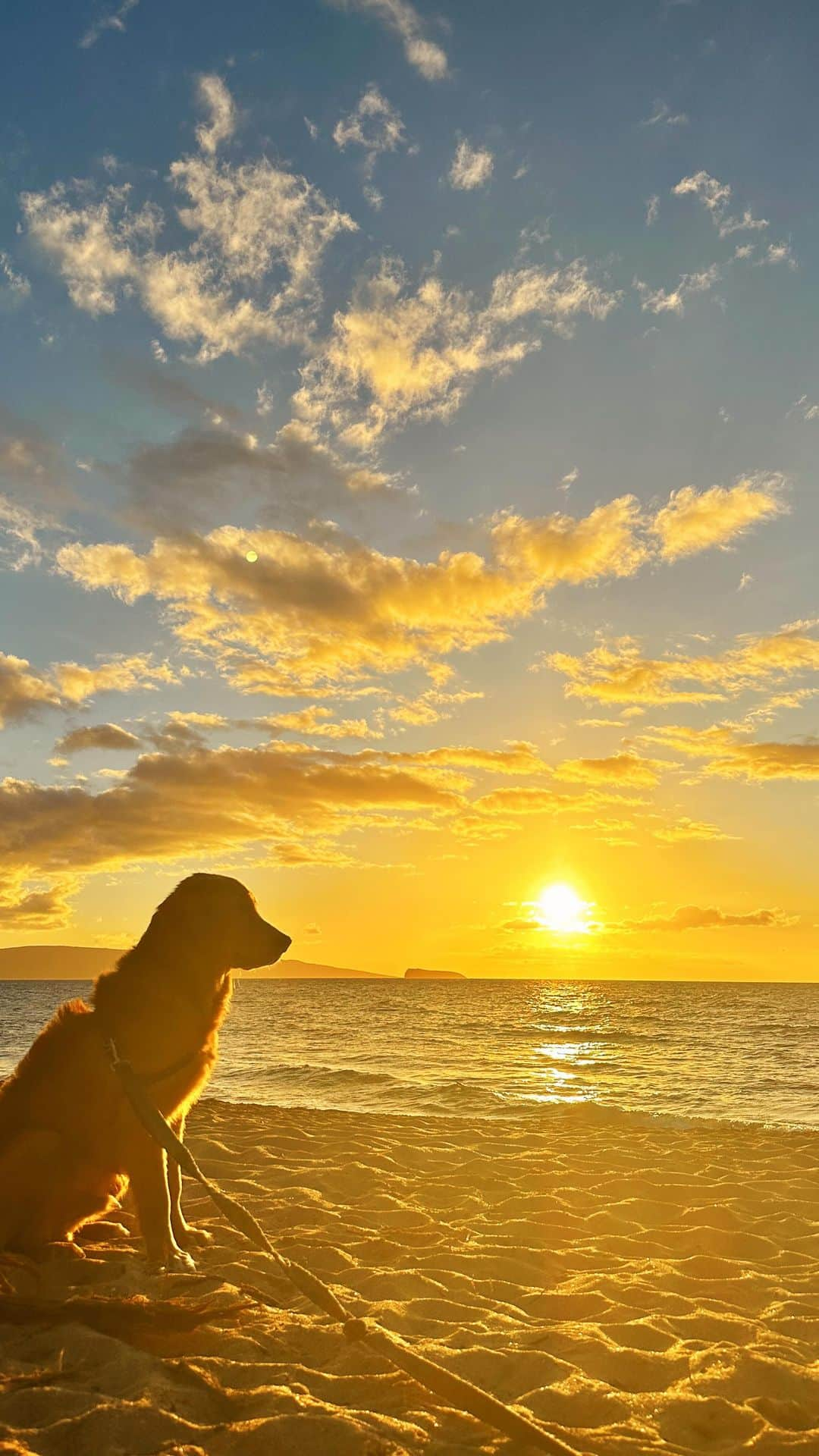 Bodhi & Butters & Bubbahのインスタグラム：「If you don’t like puppies or sunsets or paradise, this is probably not the place for you. 🐶🌅🏝️🌺  #bulldogstuff #bulldogstuffbesties #weeklyfluff #dogsofinstagram #igpuppies #puppylove #puppies #puppy #puppylove #golden #puppiesmakemehappy  #goldenretriever #goldenpuppy #cutenessoverload #mauidog #hawaiidog #luckywelivehawaii #aloha」