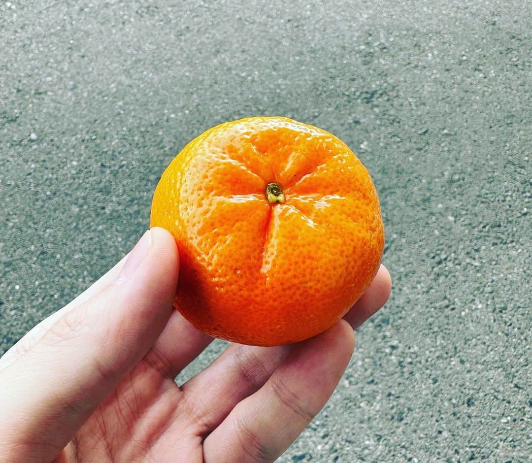 のインスタグラム：「🍊 #赤澤遼太郎　#みかん　#いんすたたろう」