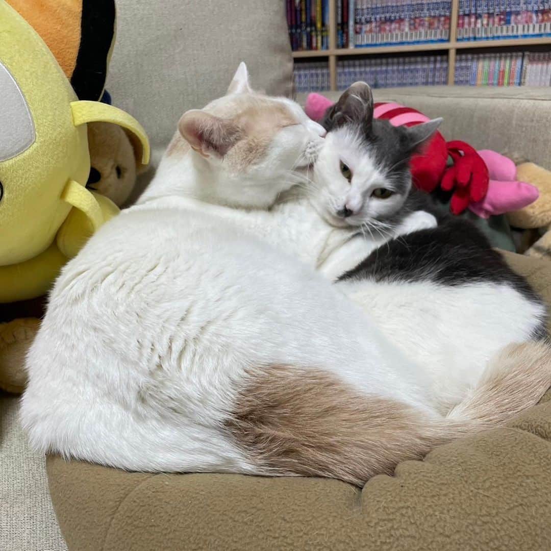 サンシャイン池崎のインスタグラム：「ここ一カ月ぐらいの色々まとめてドーン。  #ふうちゃんらいちゃん #岩井 #JP #おはガール練習生 #白血球 #ピーポ君 #スバニィ」