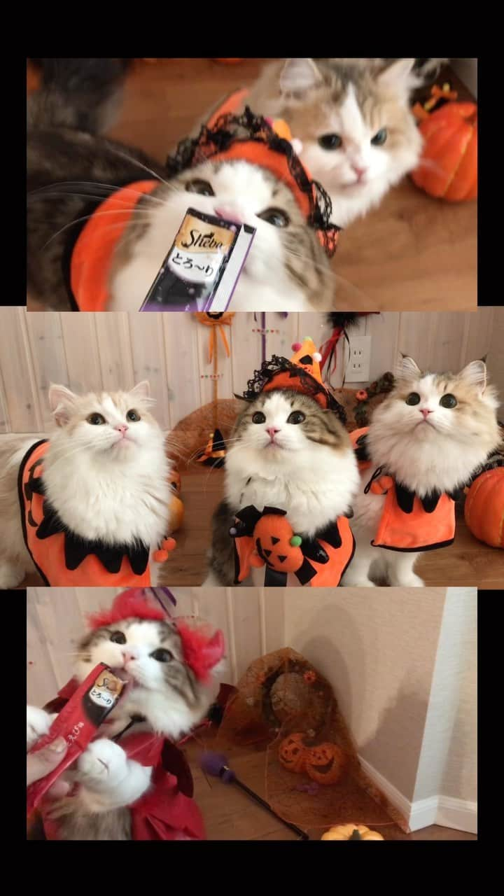 マンチカンのココ王子のインスタグラム：「今日繋げたハロウィン動画②🎃👻  #ハロウィン#ハロウィン猫#仮装#仮装猫#猫#cat#cathalloween#halloweencat」