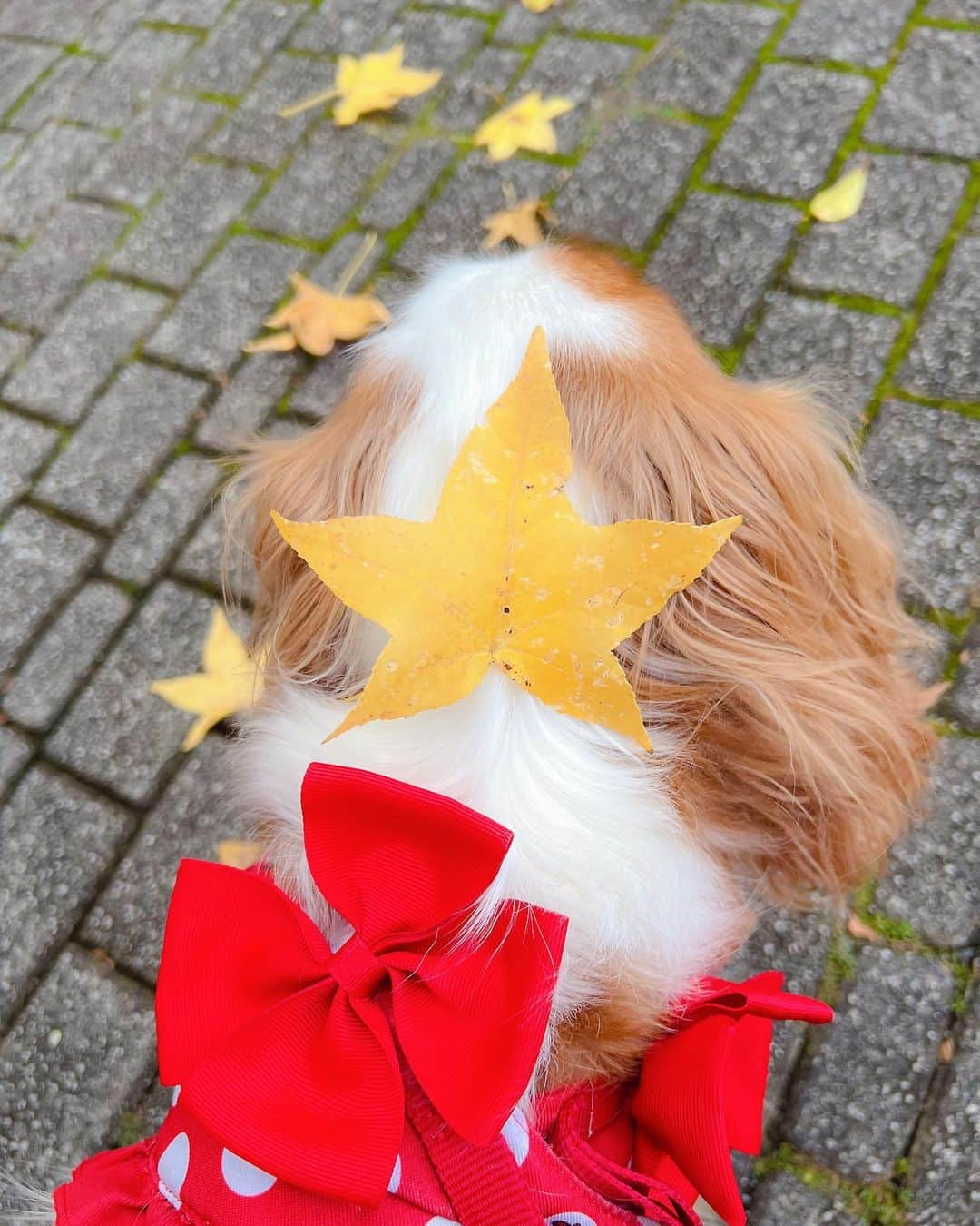 羽咲みはるさんのインスタグラム写真 - (羽咲みはるInstagram)「のっけた🍁  #犬のいる暮らし #犬#いぬすたぐらむ #キャバリアキングチャールズスパニエル」10月18日 12時55分 - miharu_usa