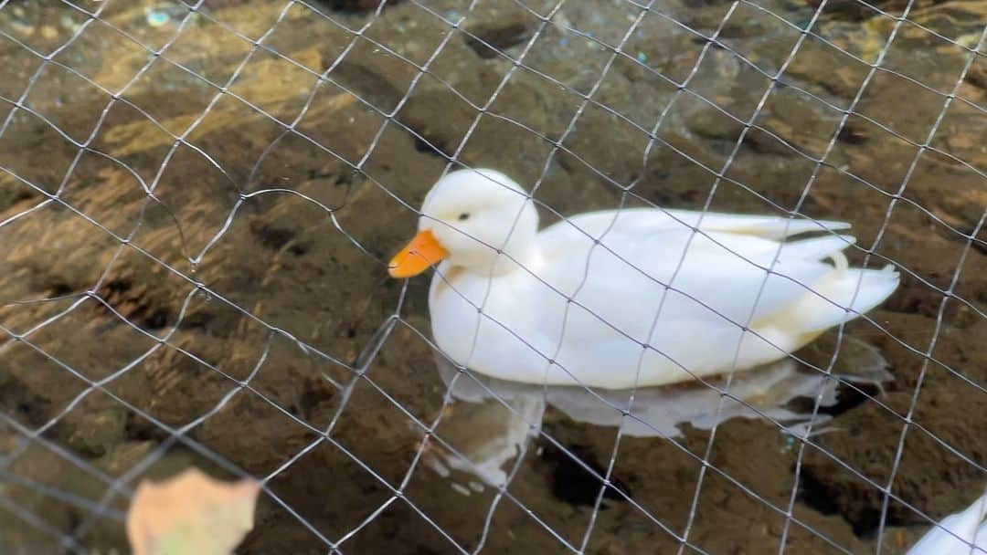 【公式】箱根湯本温泉 天成園のインスタグラム