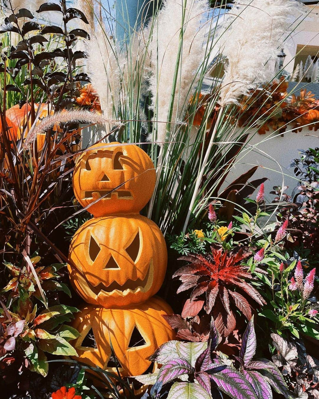 未梨一花さんのインスタグラム写真 - (未梨一花Instagram)「本日のおしゃべり酒場は ハロウィンSPです🎃 色んな意味でレアな会になるはず。。   19時から配信スタート🕖お楽しみに！     #youtube生配信 #東京lily #おしゃべり酒場リリィ」10月18日 18時09分 - 1ka__3ri